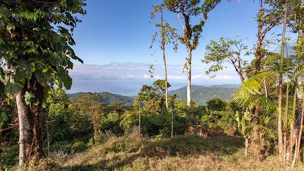 0 bed Land For Sale in Uvita, Puntarenas - thumb 11