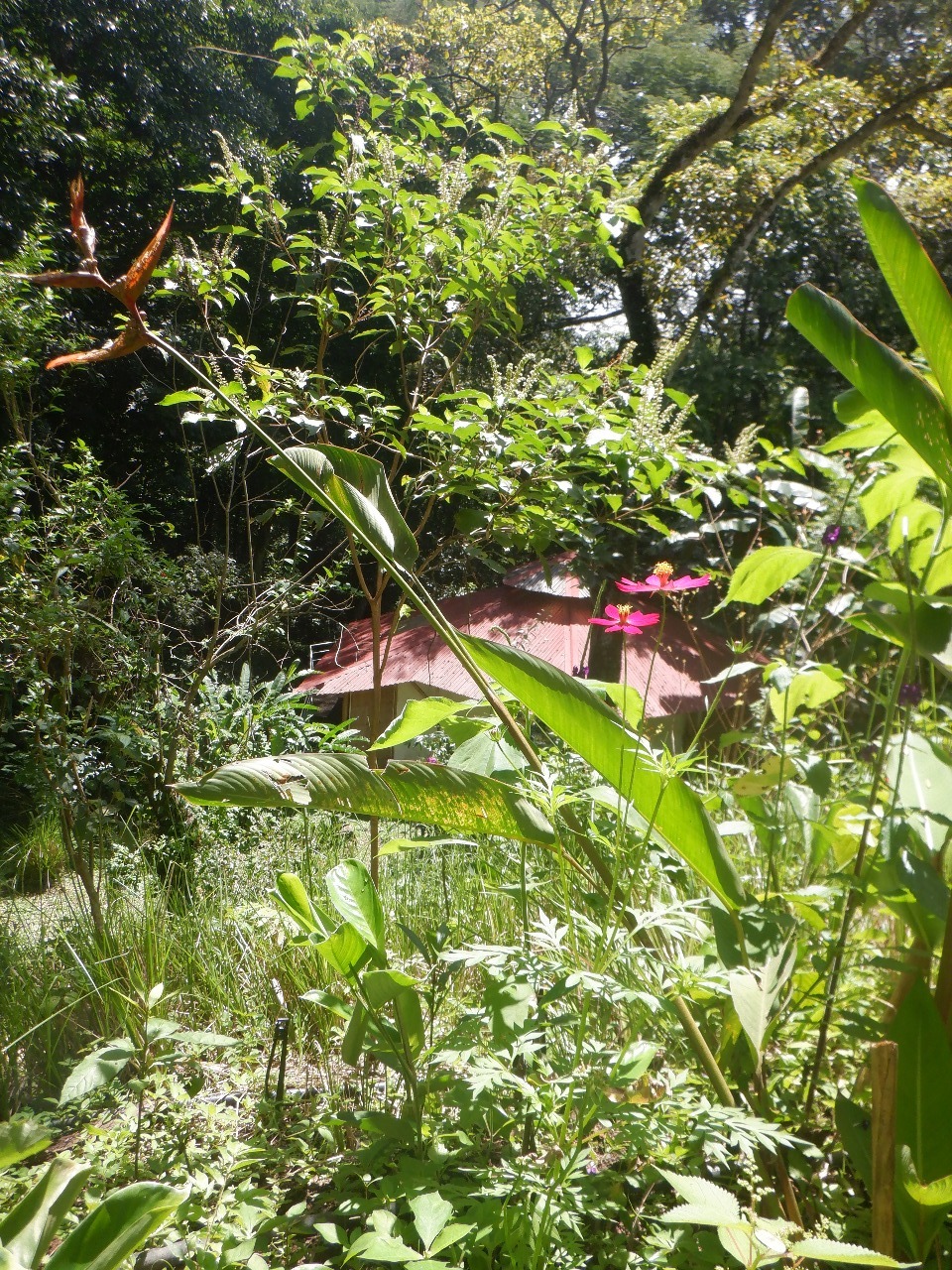 4 bed Single Family Homes For Sale in Atenas, Alajuela - thumb 19