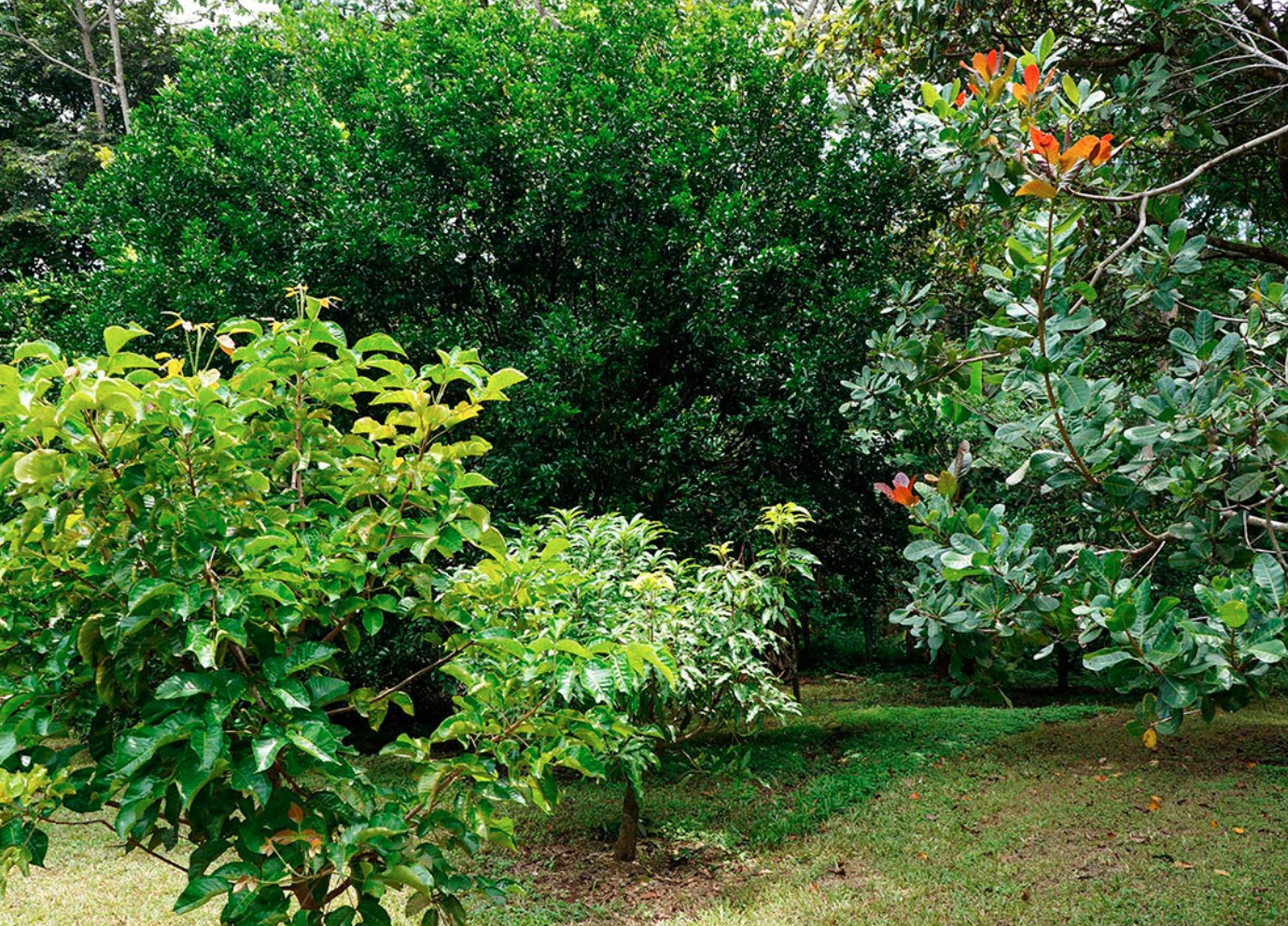 3 bed Single Family Homes For Sale in Orotina, Alajuela - thumb 8