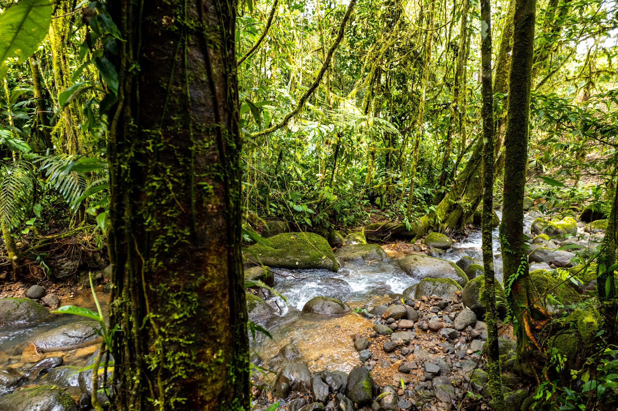 0 bed Land For Sale in Dominical, Puntarenas - thumb 7