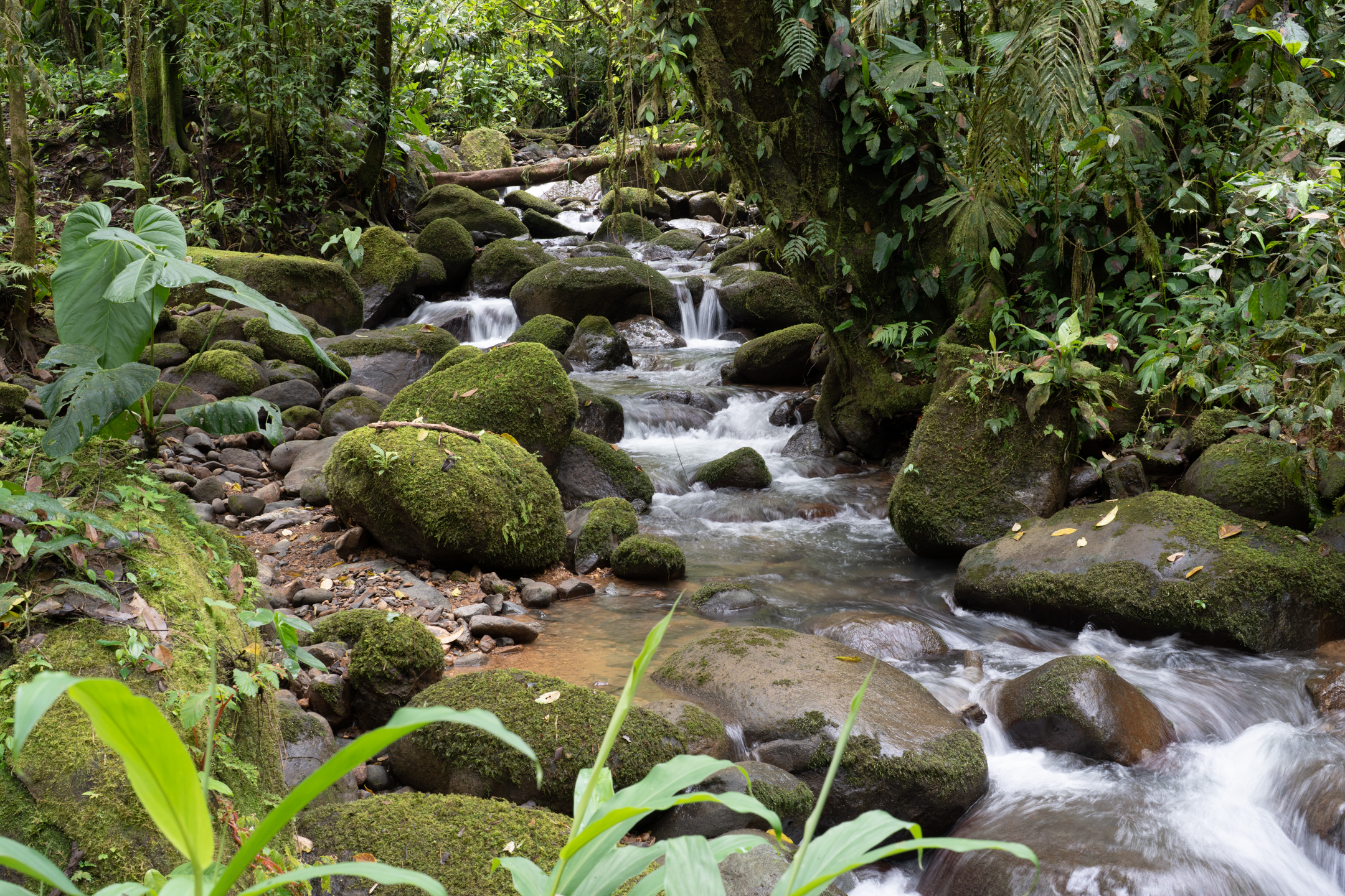 0 bed Land For Sale in Dominical, Puntarenas - thumb 10