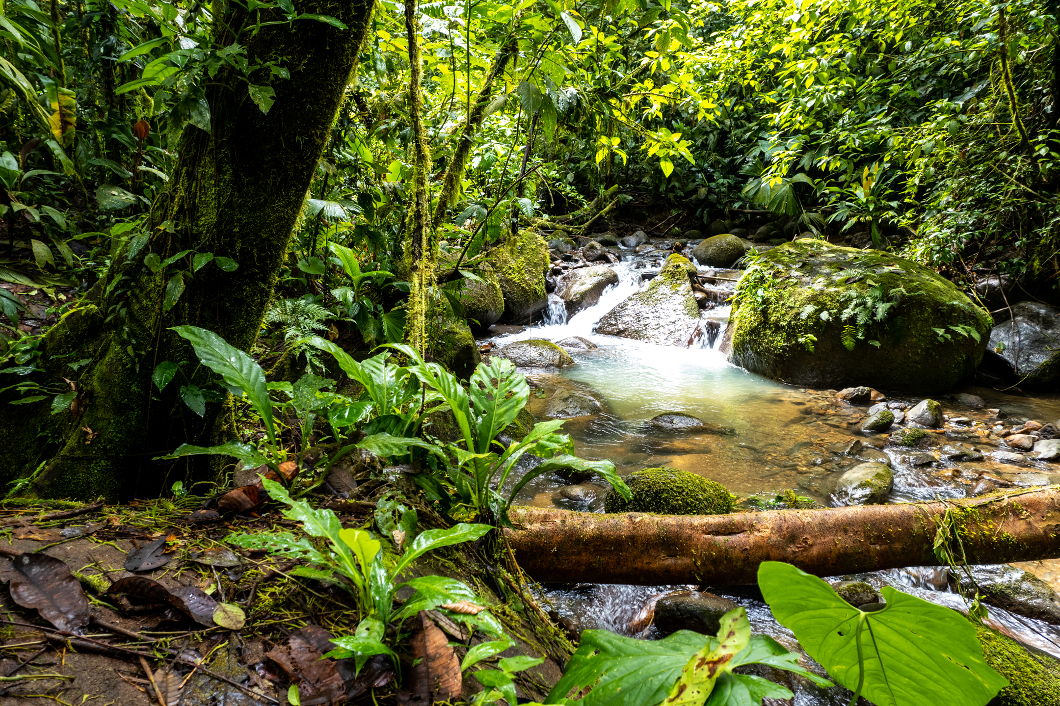 0 bed Land For Sale in Dominical, Puntarenas - thumb 5