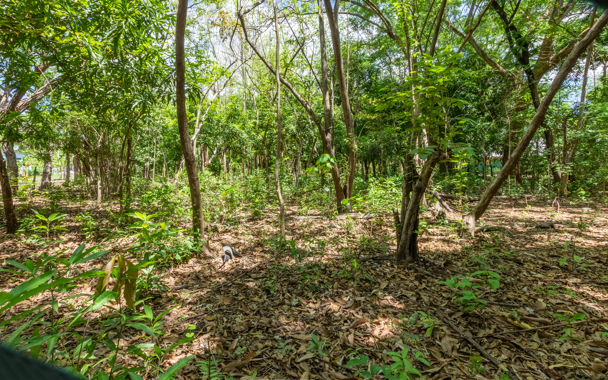 2 bed Single Family Homes For Sale in Nosara, Guanacaste - thumb 18