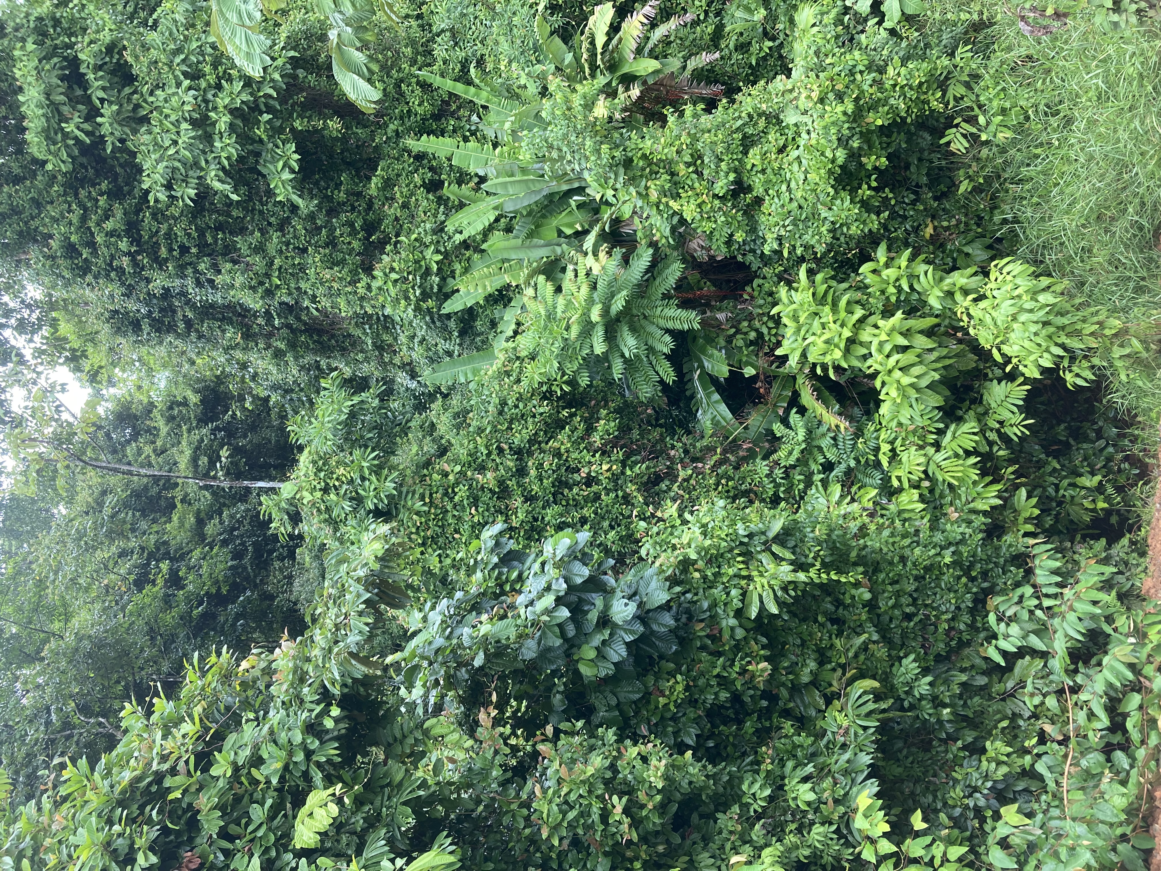 0 bed Land For Sale in Dominical, Puntarenas - thumb 10