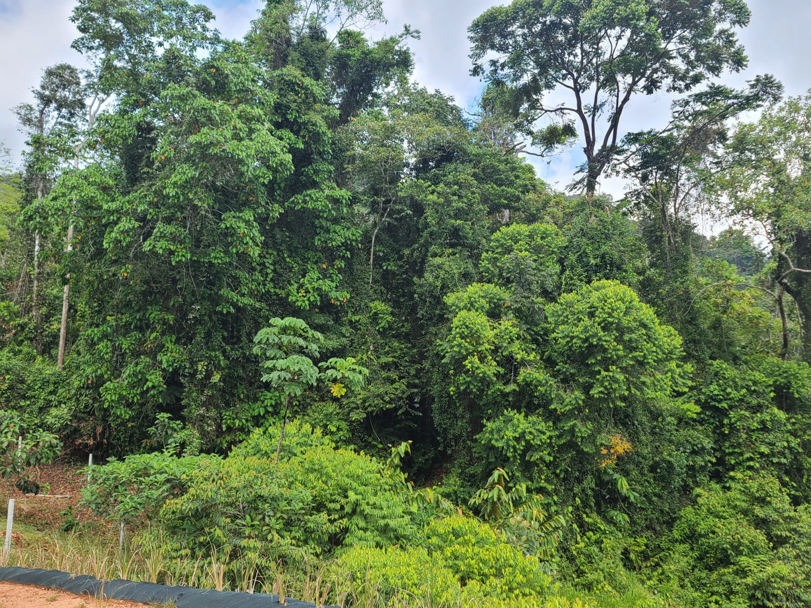 0 bed Land For Sale in Dominical, Puntarenas - thumb 4