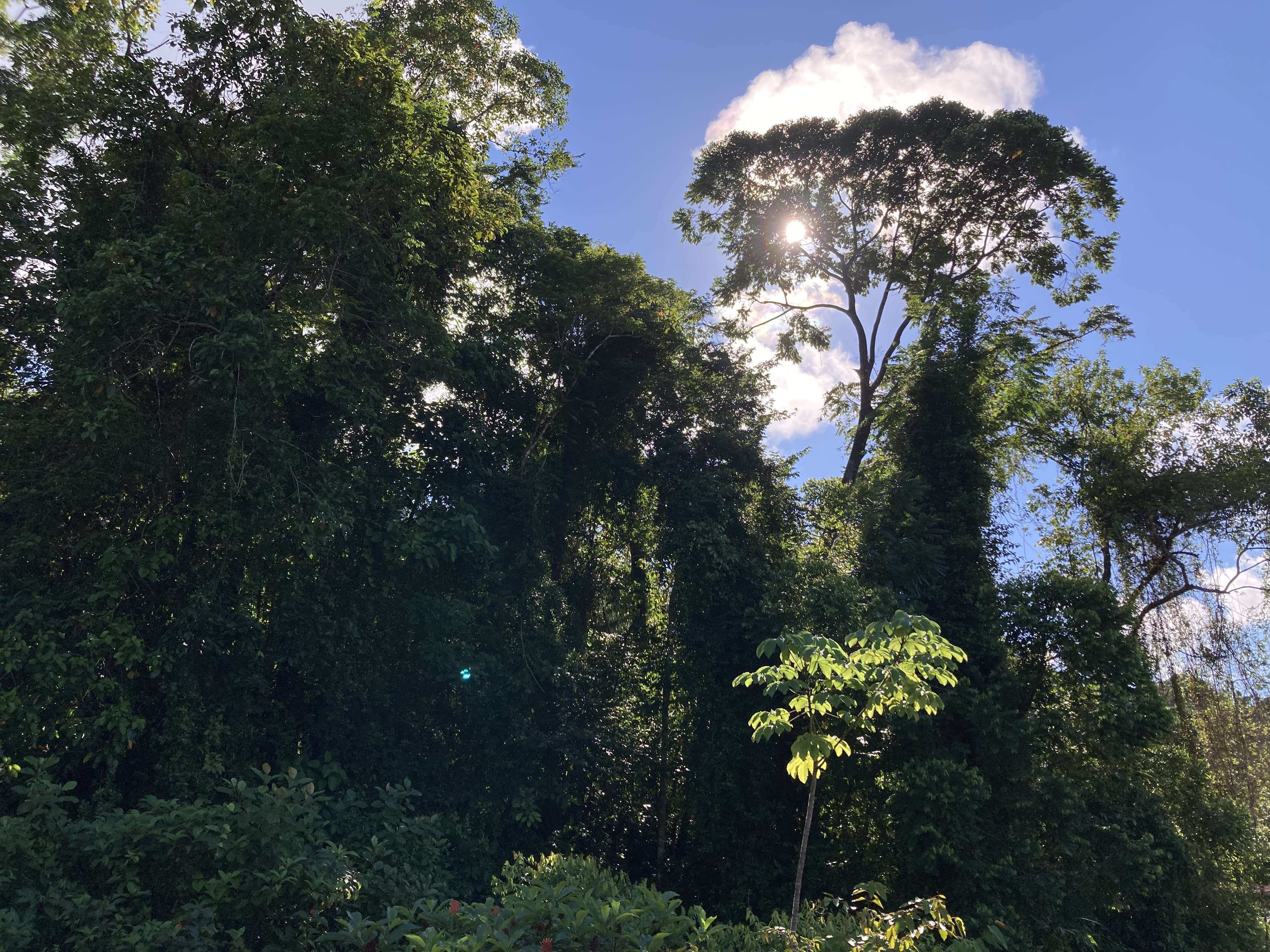 0 bed Land For Sale in Dominical, Puntarenas - thumb 13