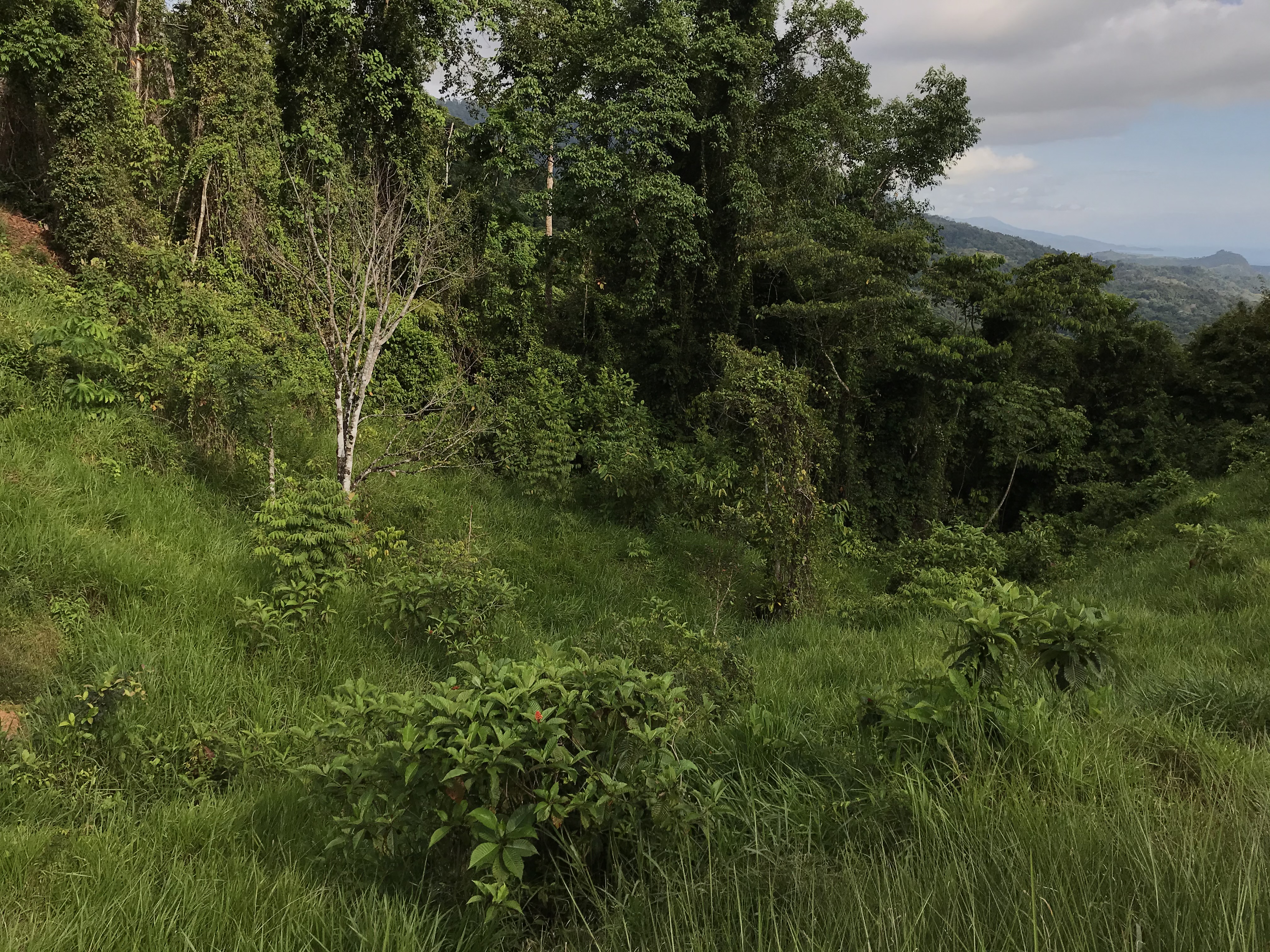 0 bed Land For Sale in Dominical, Puntarenas - thumb 19