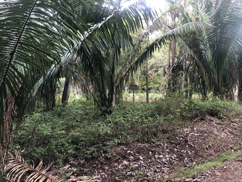 0 bed Land For Sale in Samara, Guanacaste - 1