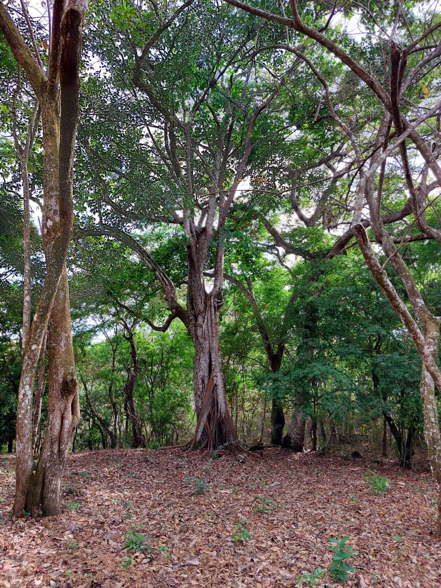 0 bed Land For Sale in La Garita, Alajuela - thumb 3