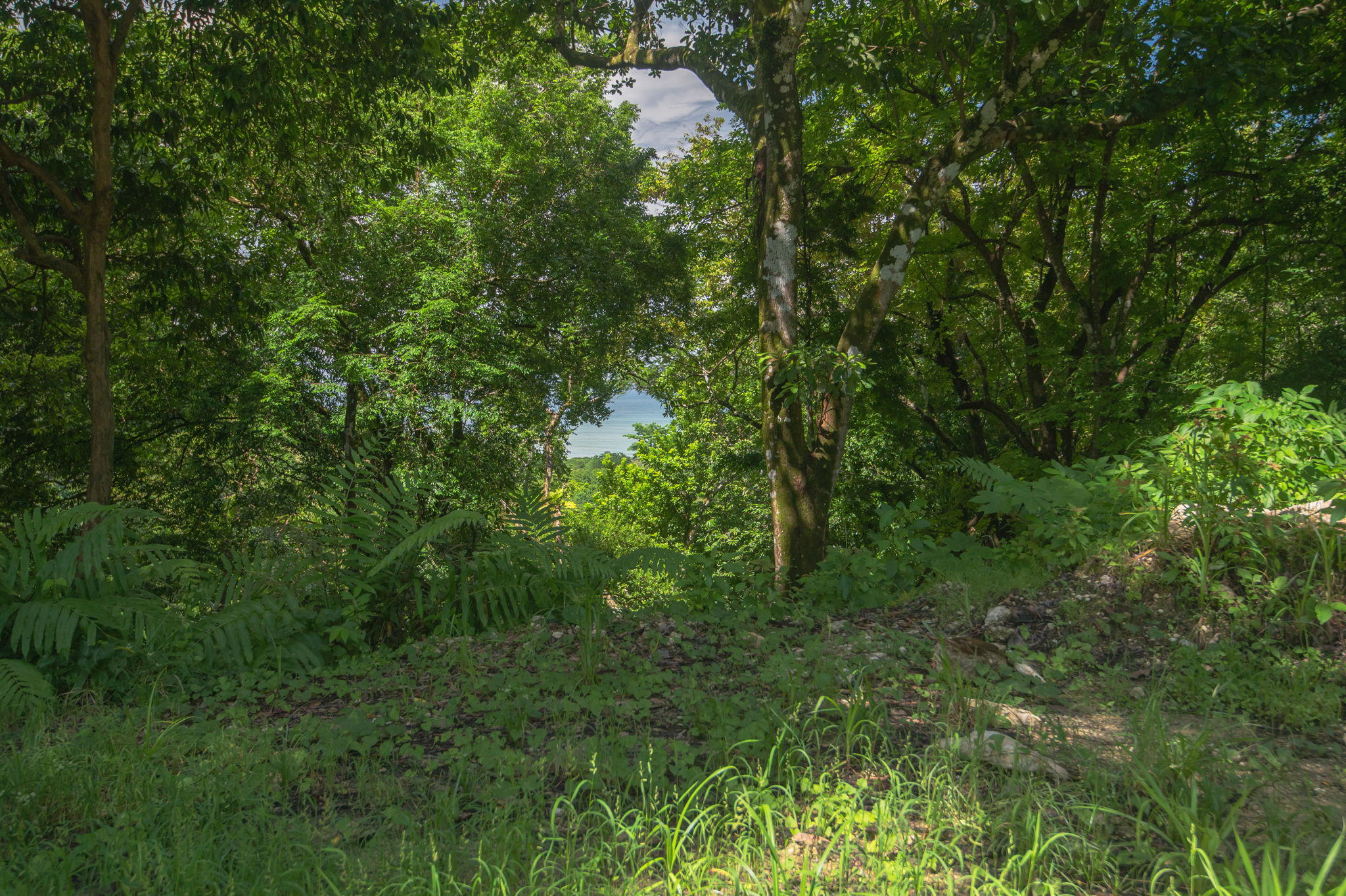 0 bed Land For Sale in Santa Teresa, Puntarenas - thumb 13