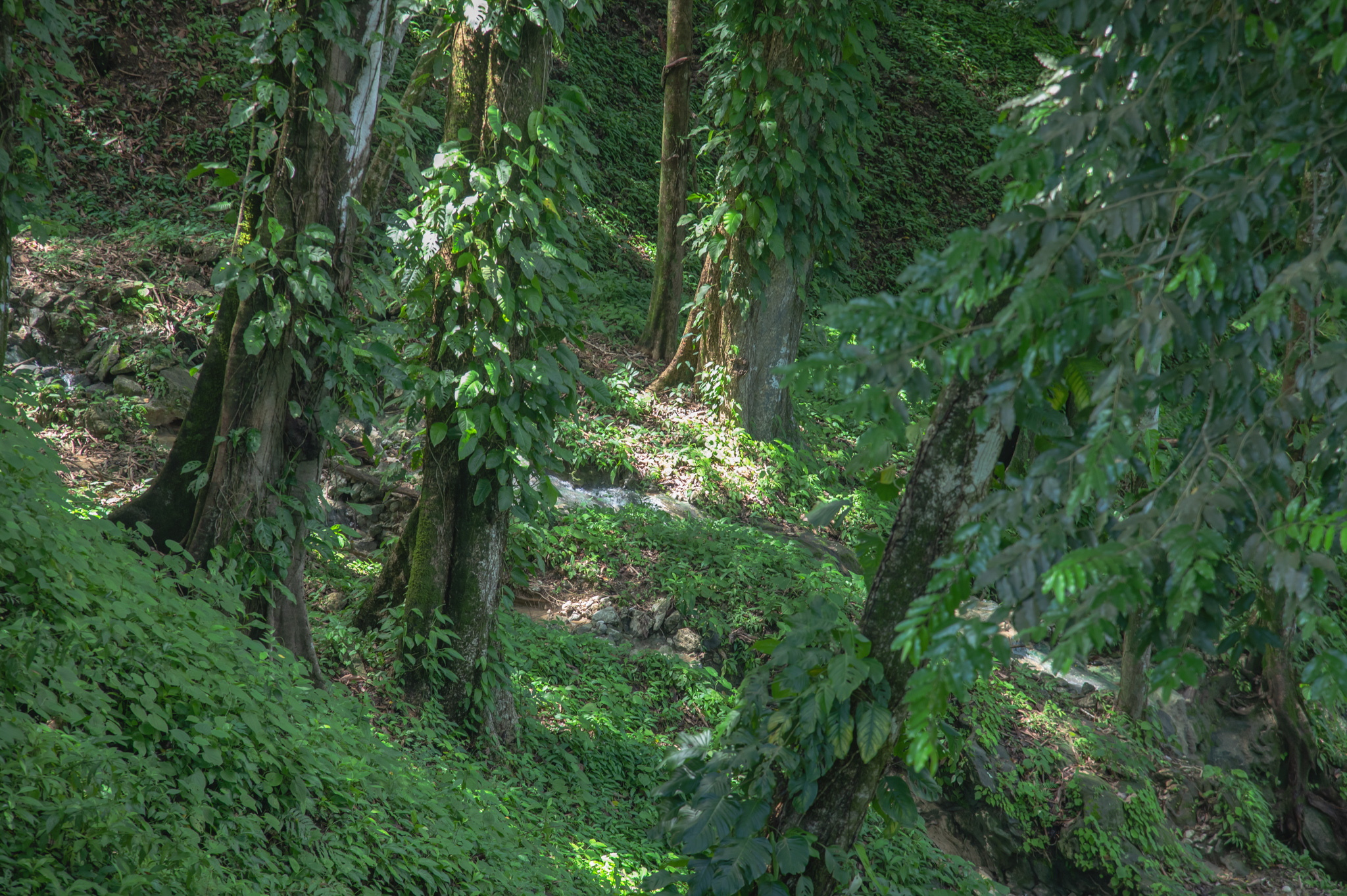 0 bed Land For Sale in Santa Teresa, Puntarenas - thumb 15