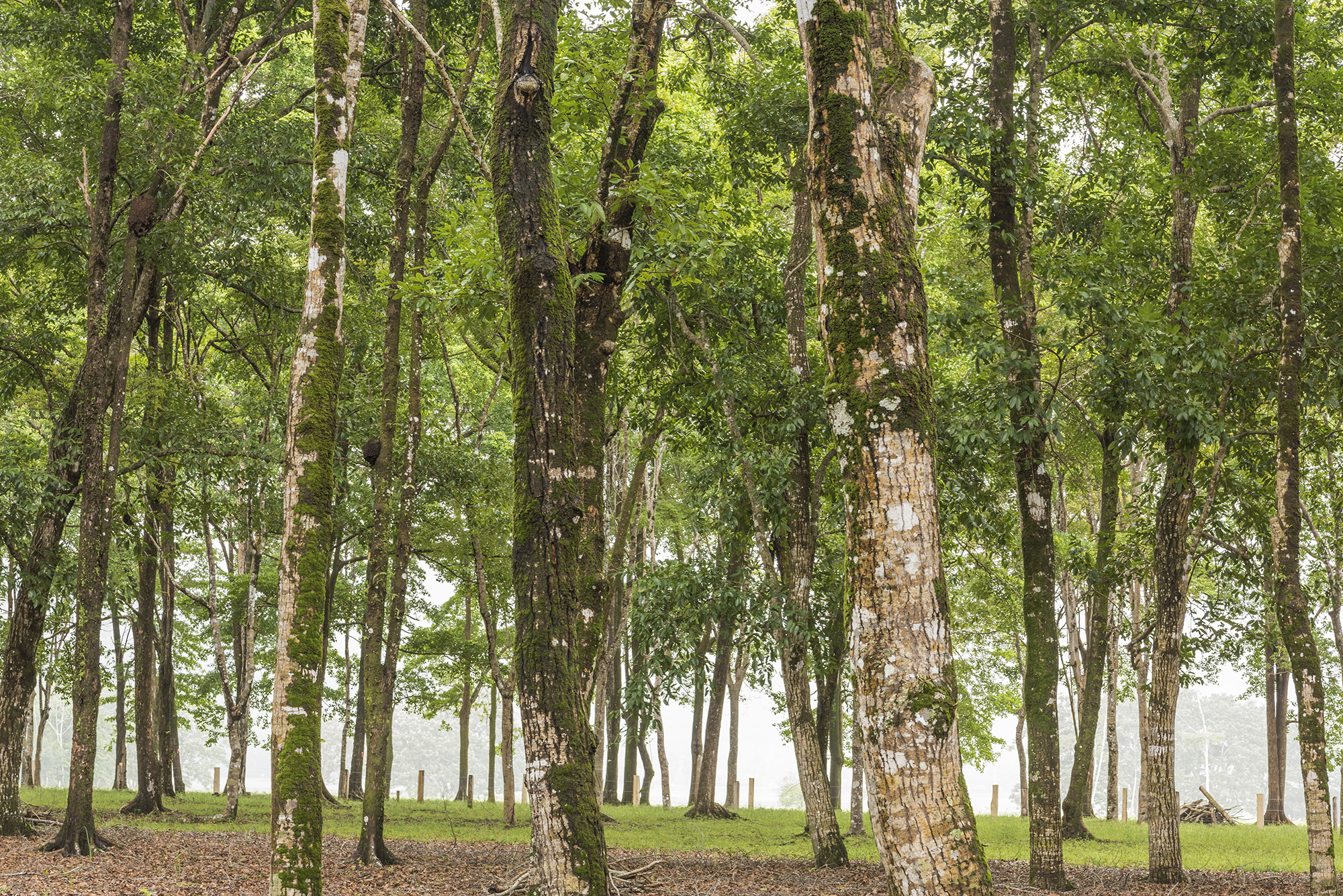 0 bed Land For Sale in Matapalo, Puntarenas - thumb 21