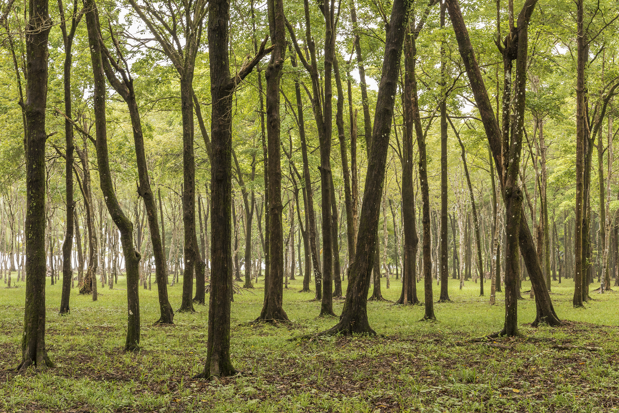 0 bed Land For Sale in Matapalo, Puntarenas - thumb 19