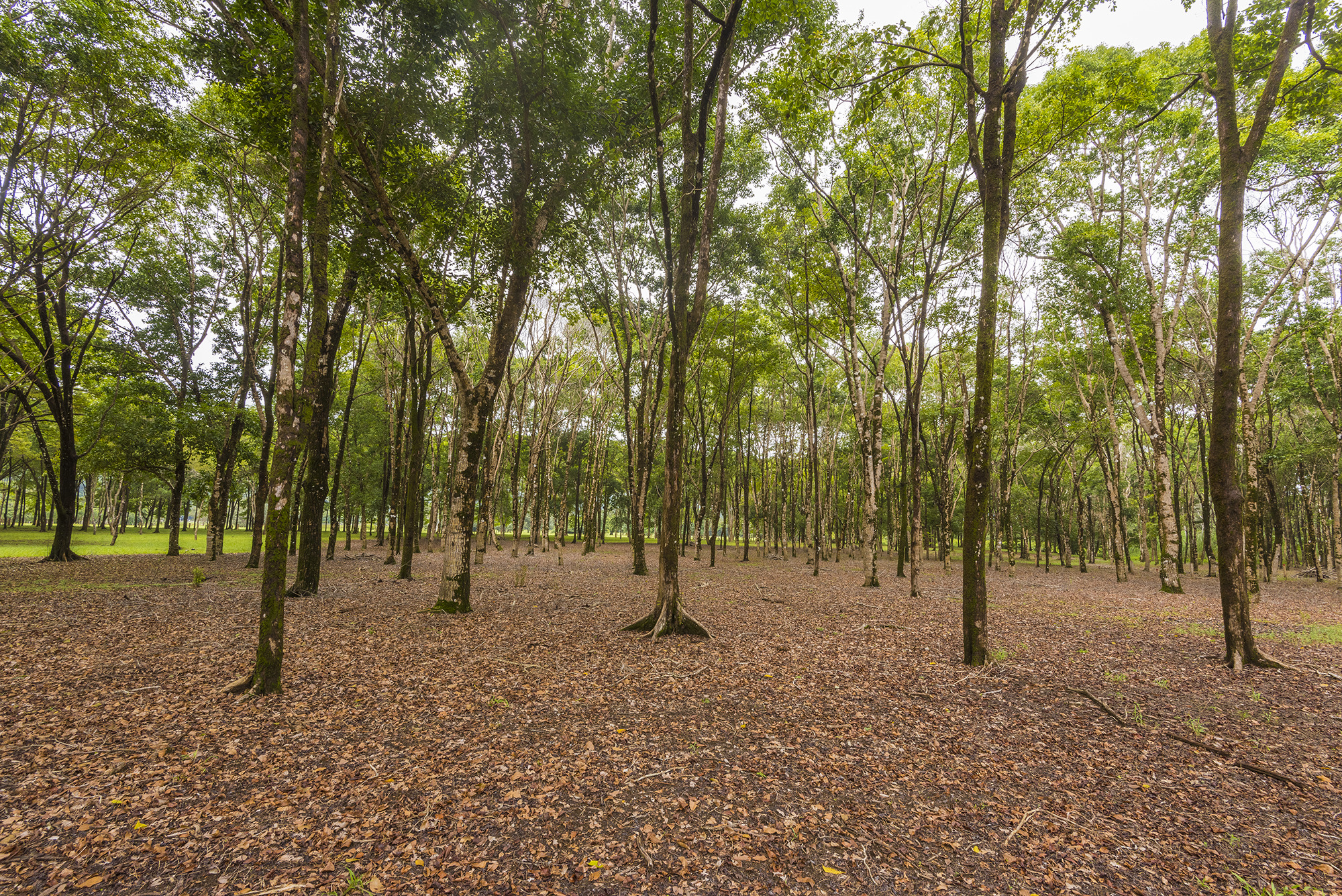 0 bed Land For Sale in Matapalo, Puntarenas - thumb 26