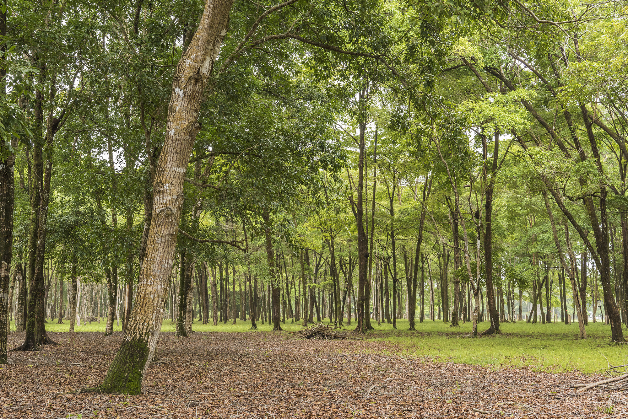 0 bed Land For Sale in Matapalo, Puntarenas - thumb 11