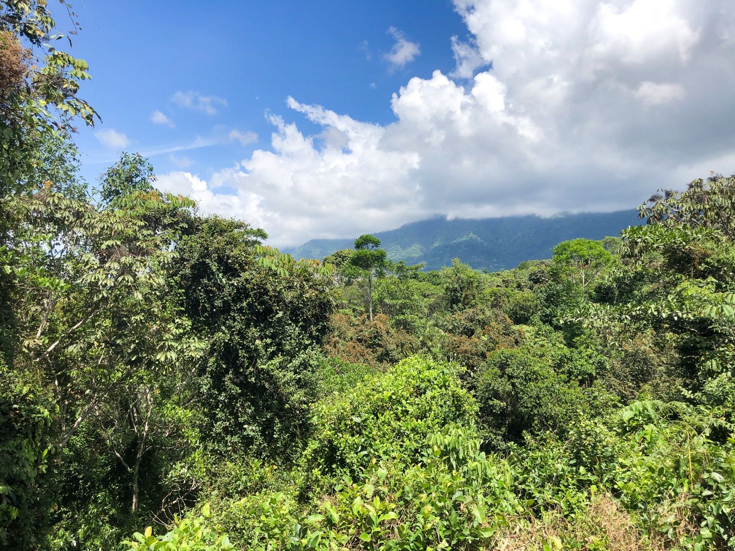 3 bed Single Family Homes For Sale in Ojochal, Puntarenas - thumb 7