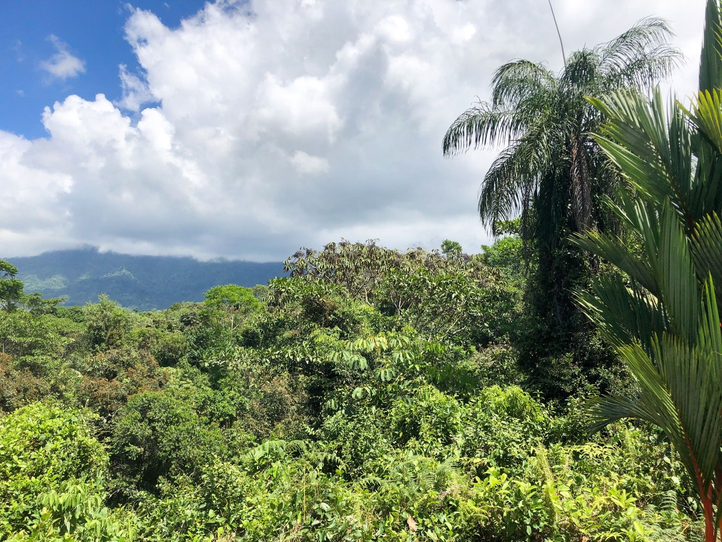 3 bed Single Family Homes For Sale in Ojochal, Puntarenas - thumb 8