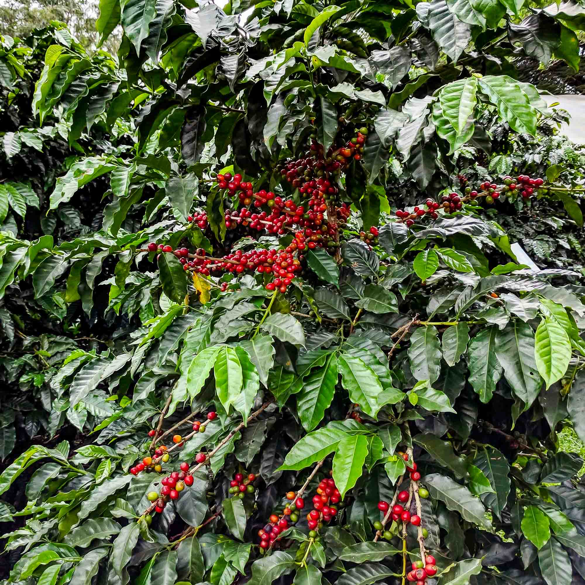 14 bed Hotel / Leisure For Sale in Heredia, Heredia - thumb 27