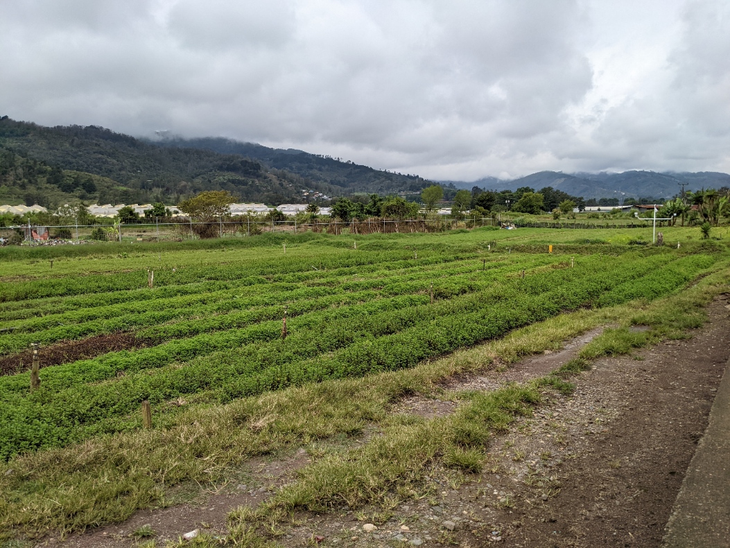 2 bed Land For Sale in El Tejar, Cartago - thumb 4
