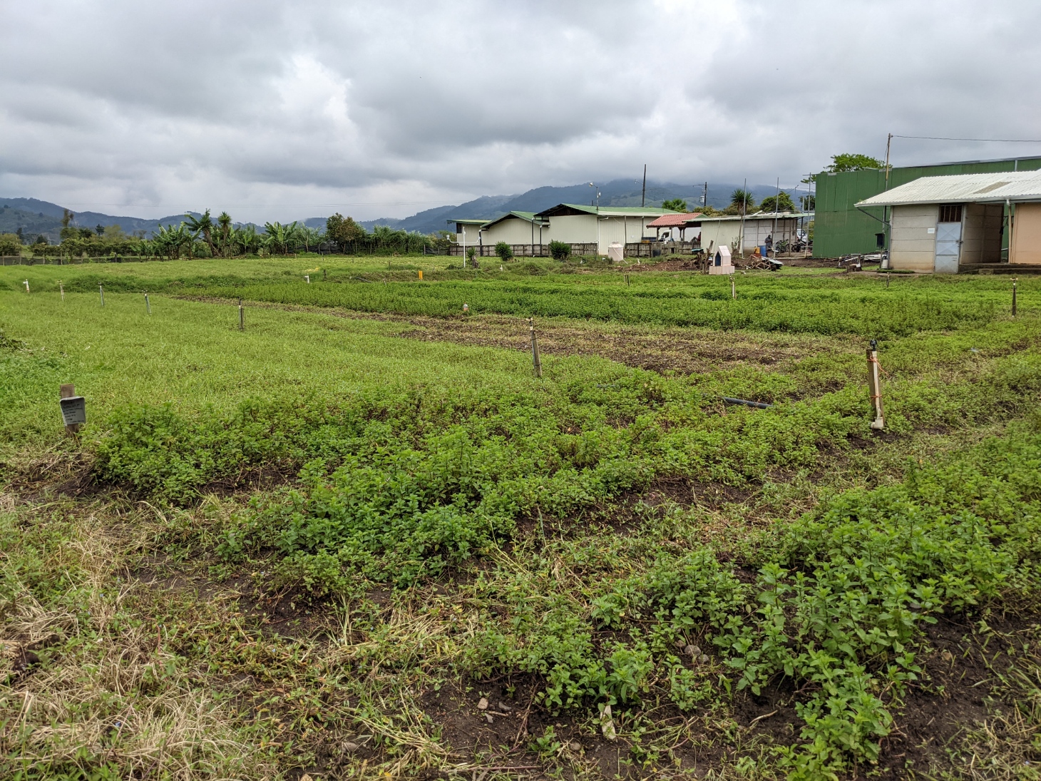 2 bed Land For Sale in El Tejar, Cartago - thumb 3