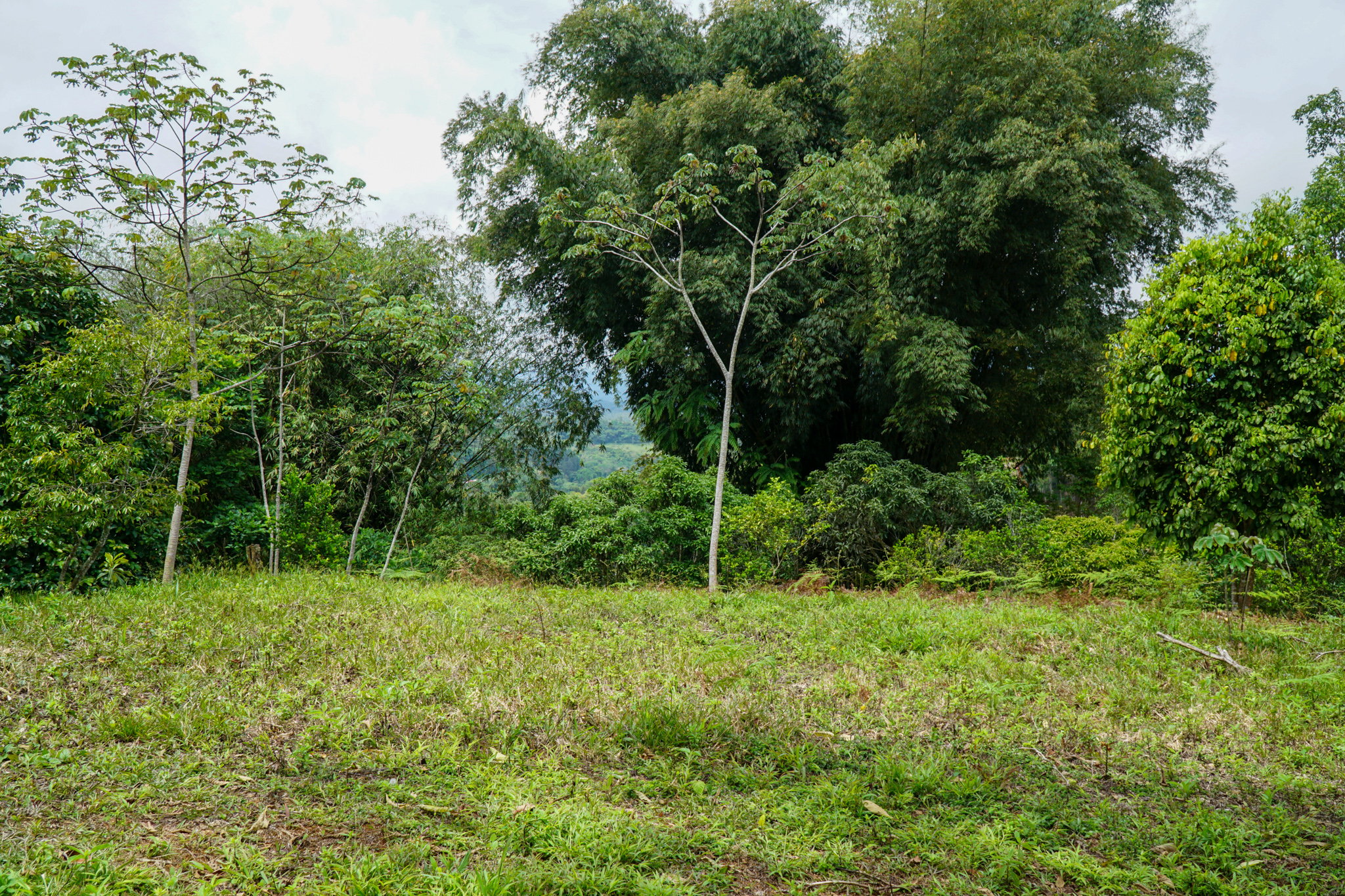 0 bed Land For Sale in Perez Zeledon, San Jose - thumb 13