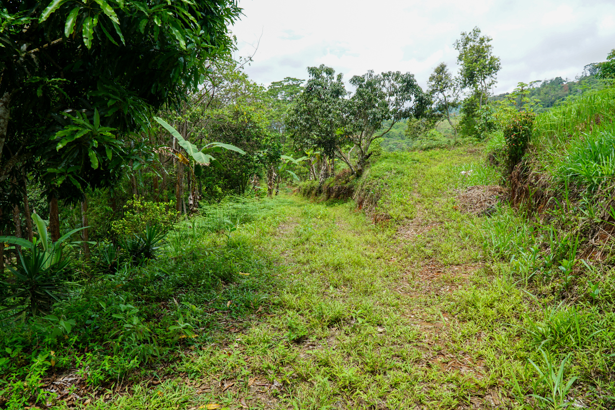 0 bed Land For Sale in Perez Zeledon, San Jose - thumb 9