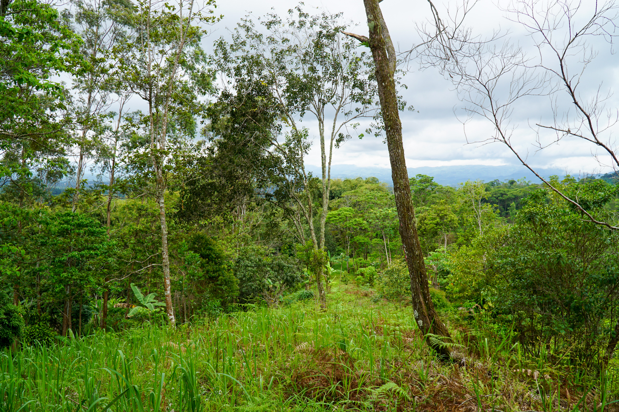 0 bed Land For Sale in Perez Zeledon, San Jose - thumb 17