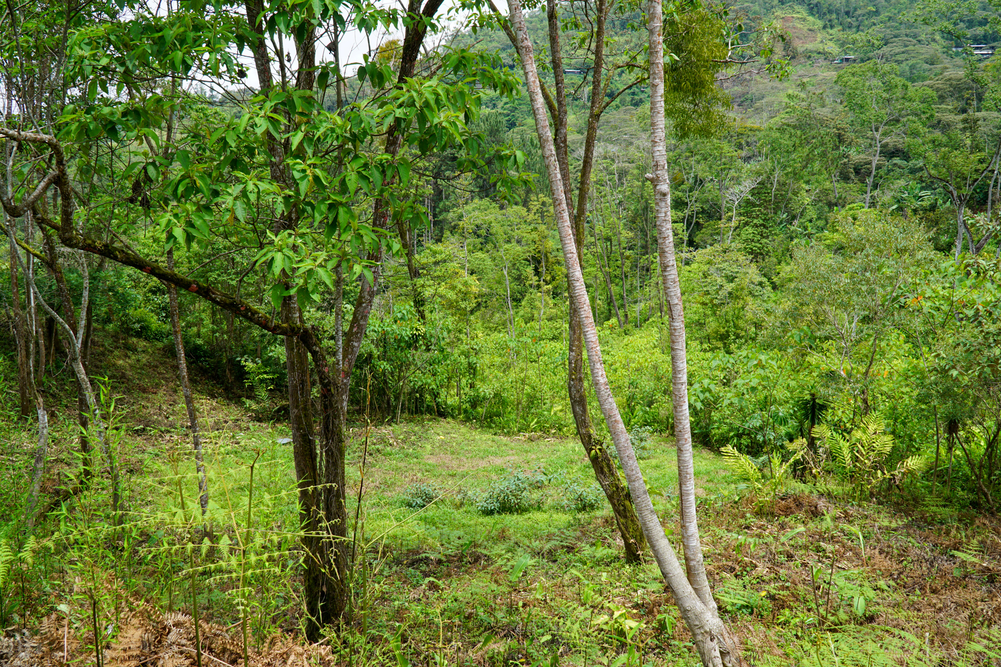 0 bed Land For Sale in Perez Zeledon, San Jose - thumb 10