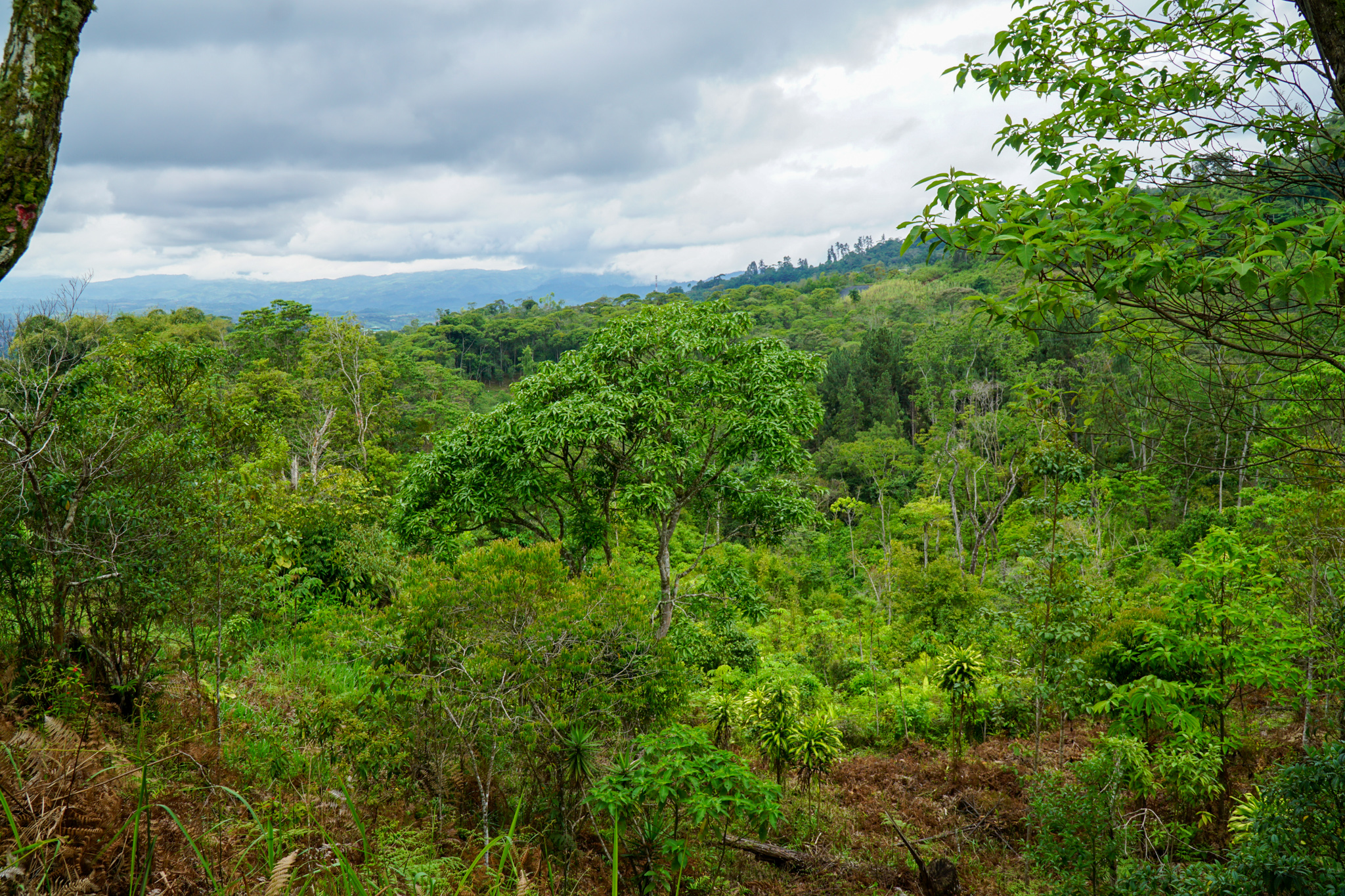 0 bed Land For Sale in Perez Zeledon, San Jose - thumb 16