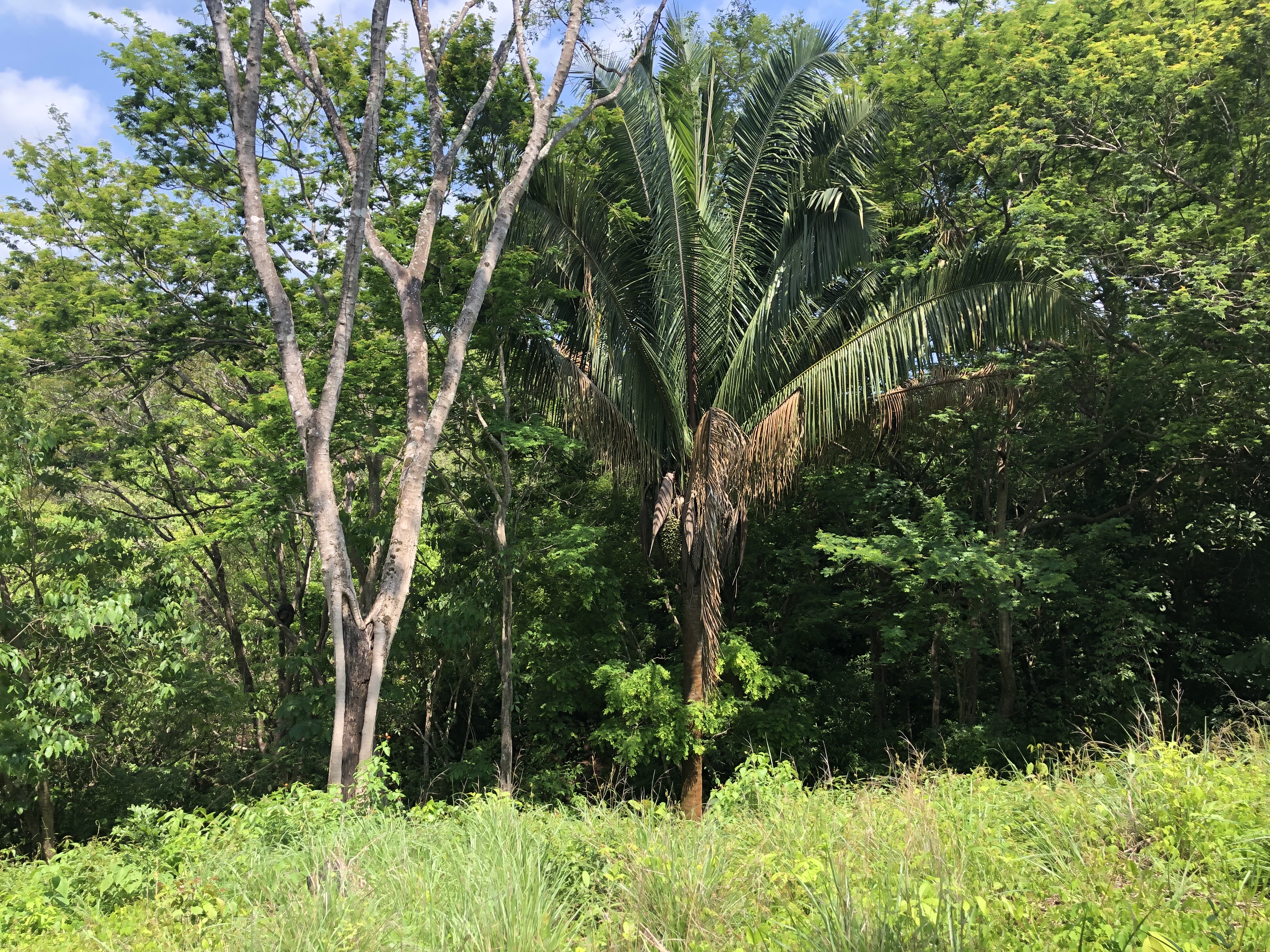 0 bed Land For Sale in Samara, Guanacaste - thumb 6