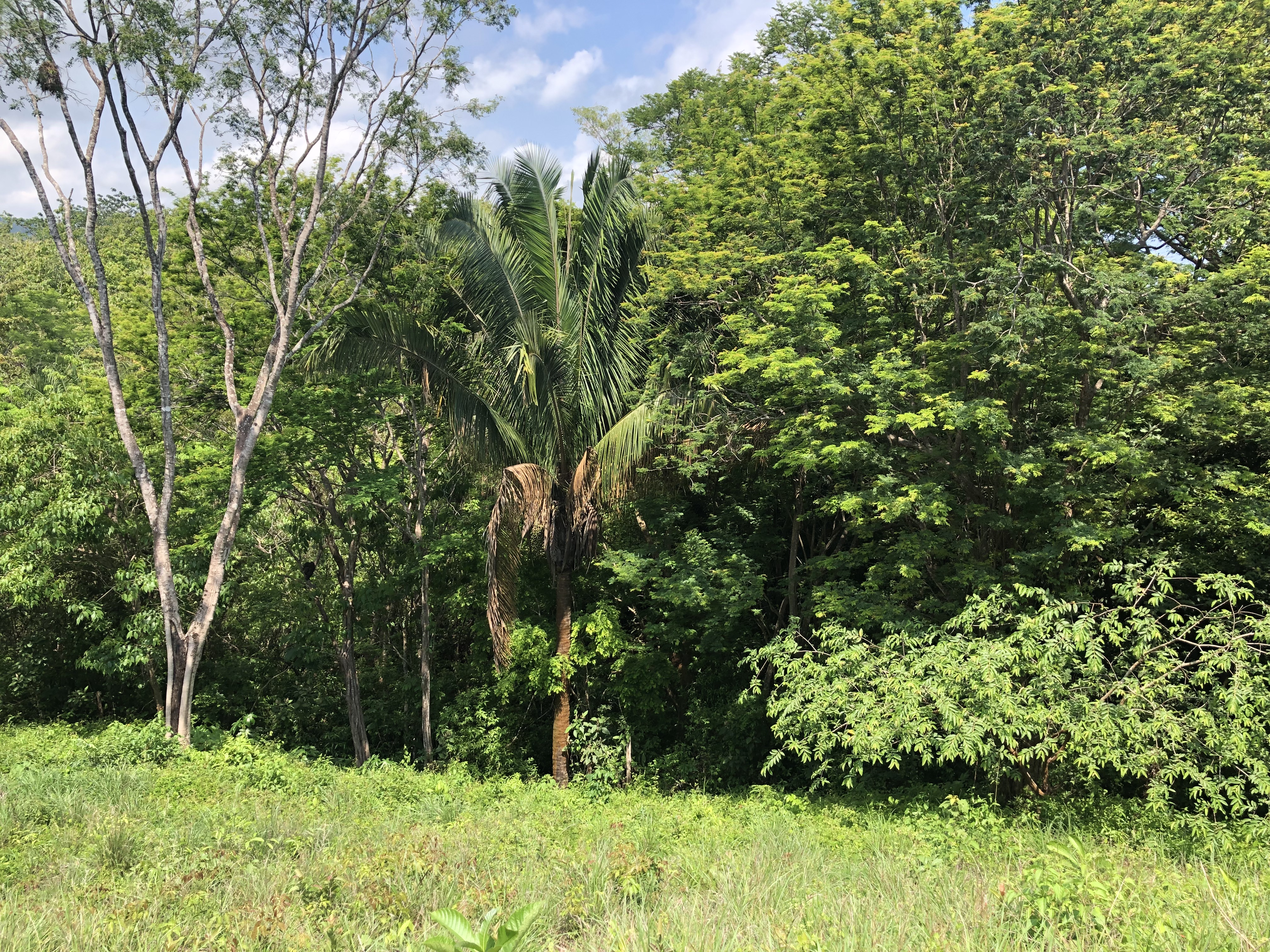 0 bed Land For Sale in Samara, Guanacaste - thumb 2