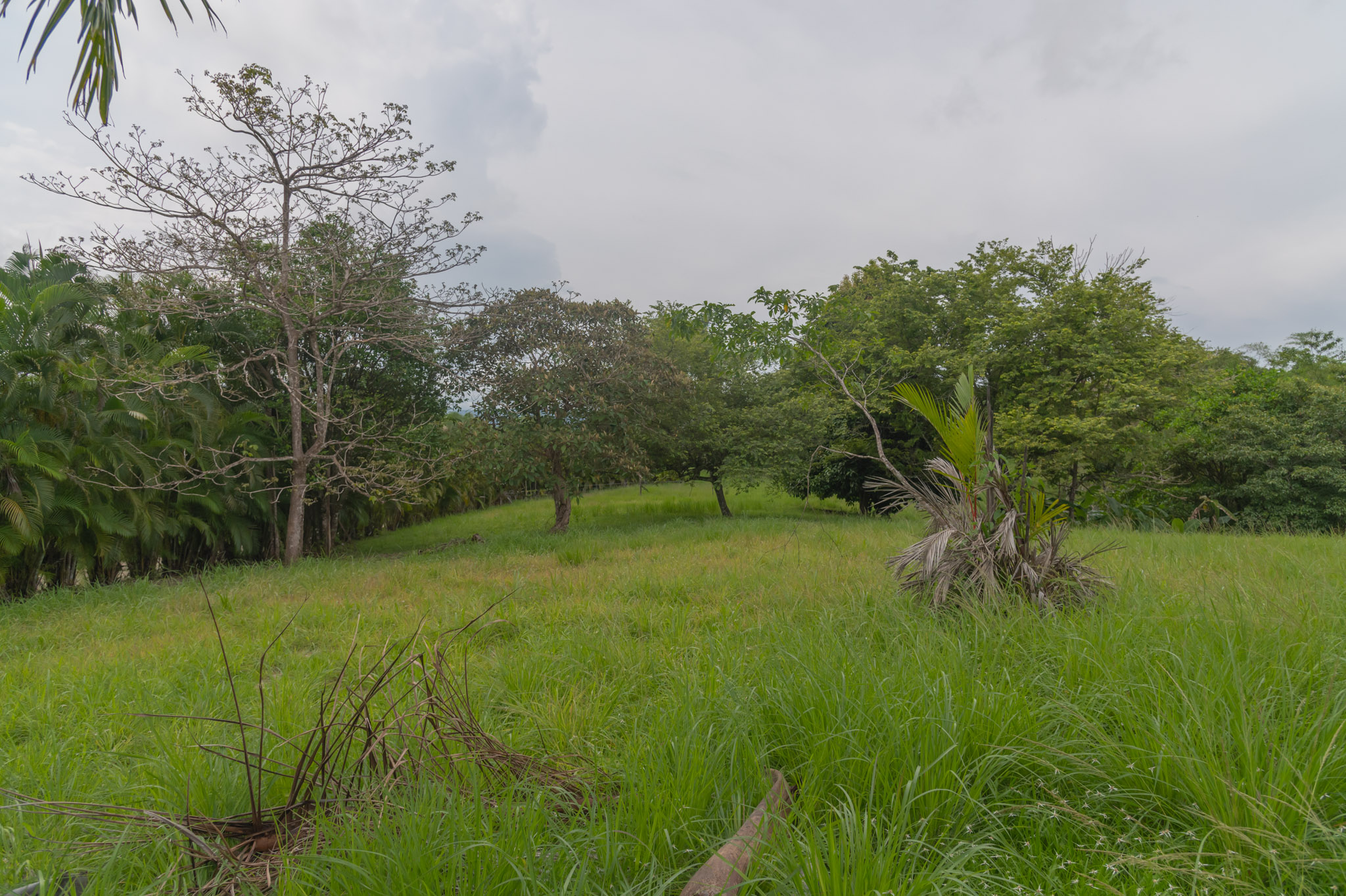 0 bed Land For Sale in Delicias, Puntarenas - thumb 4