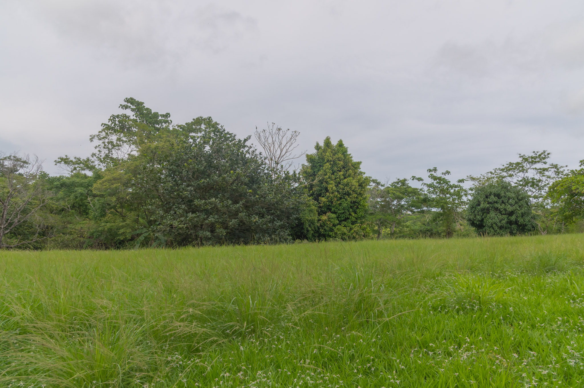 0 bed Land For Sale in Delicias, Puntarenas - thumb 5