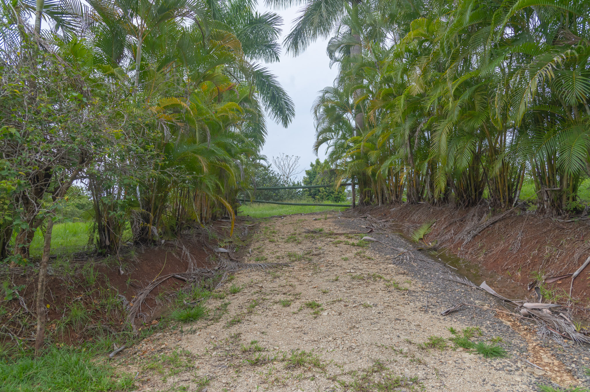 0 bed Land For Sale in Delicias, Puntarenas - thumb 1