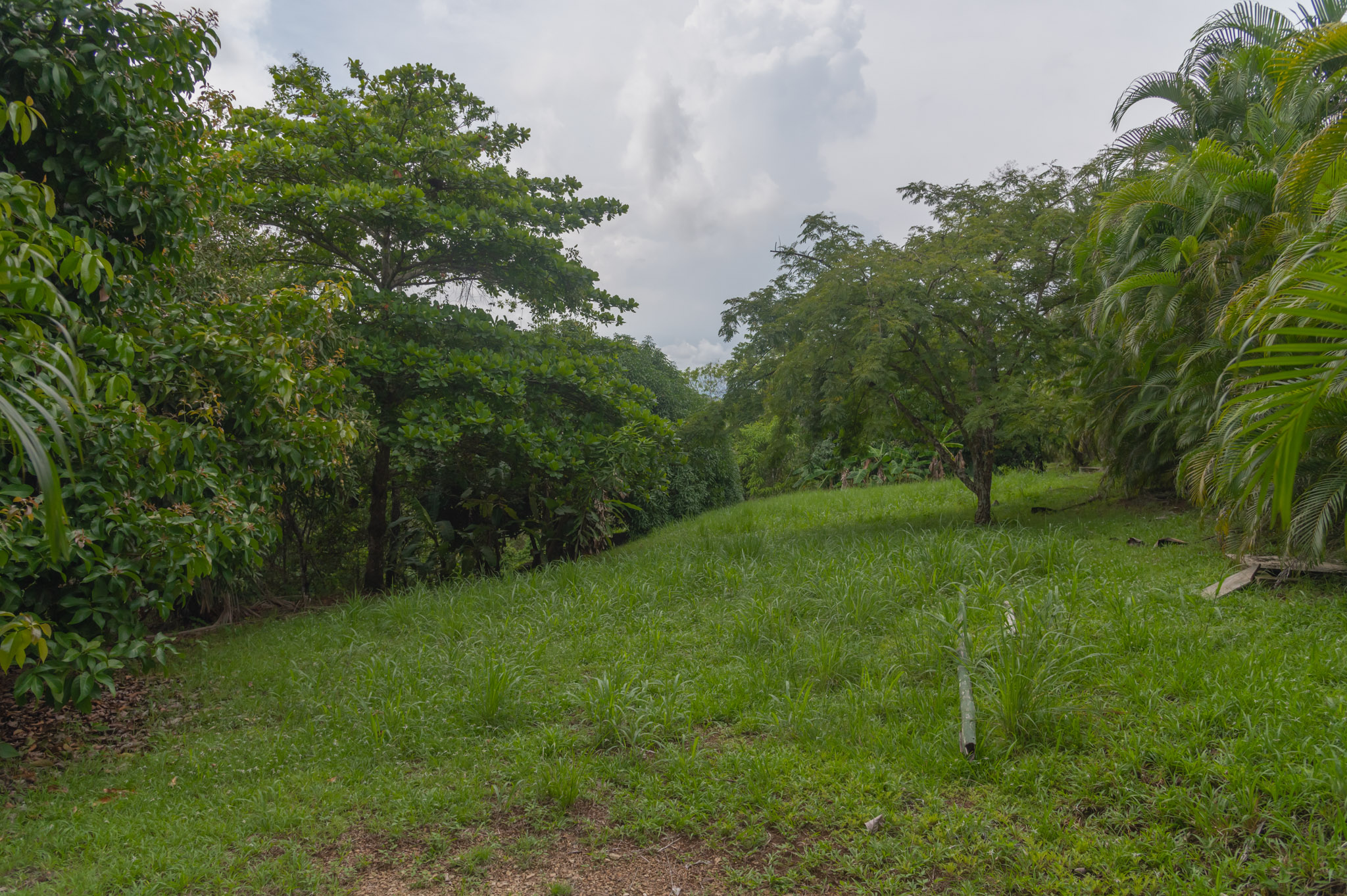 0 bed Land For Sale in Delicias, Puntarenas - thumb 2