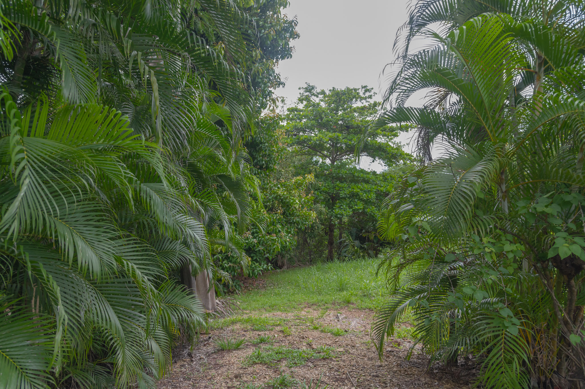 0 bed Land For Sale in Delicias, Puntarenas - thumb 1