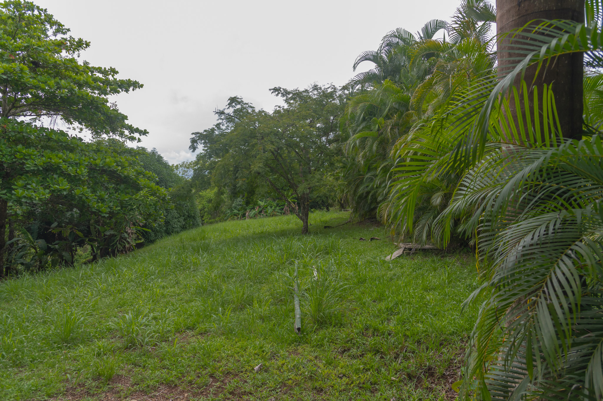 0 bed Land For Sale in Delicias, Puntarenas - thumb 3