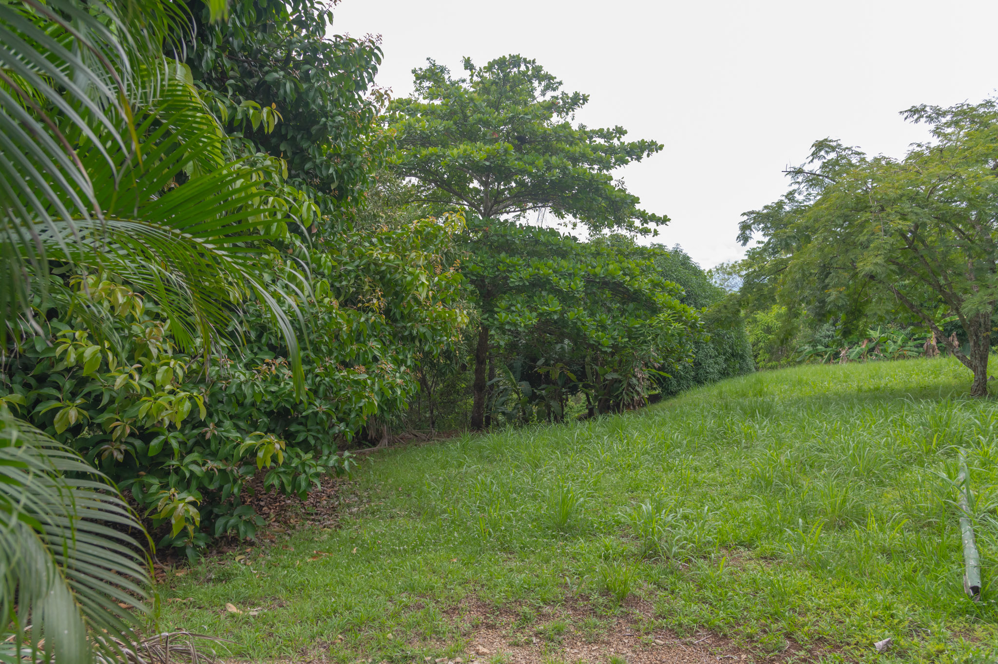 0 bed Land For Sale in Delicias, Puntarenas - thumb 4