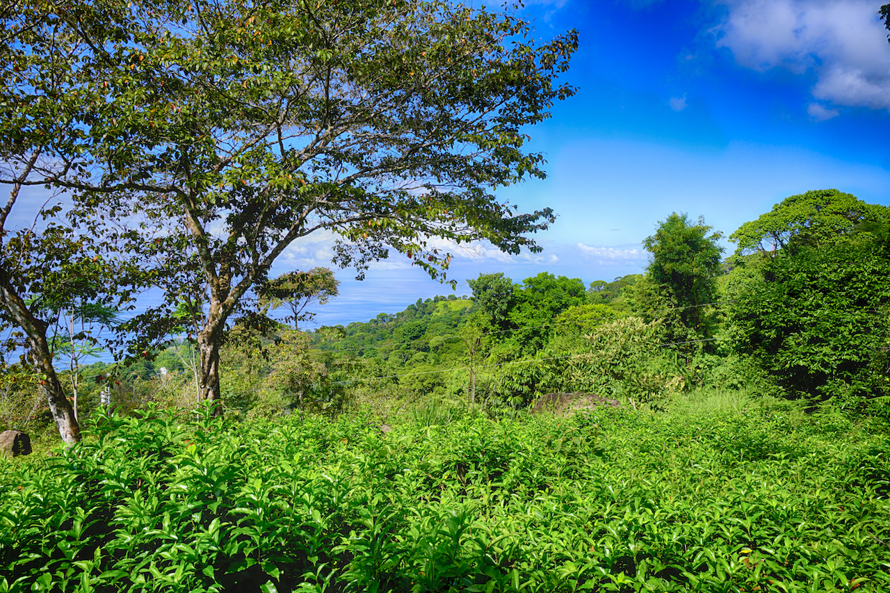 0 bed Land For Sale in Dominical, Puntarenas - thumb 8