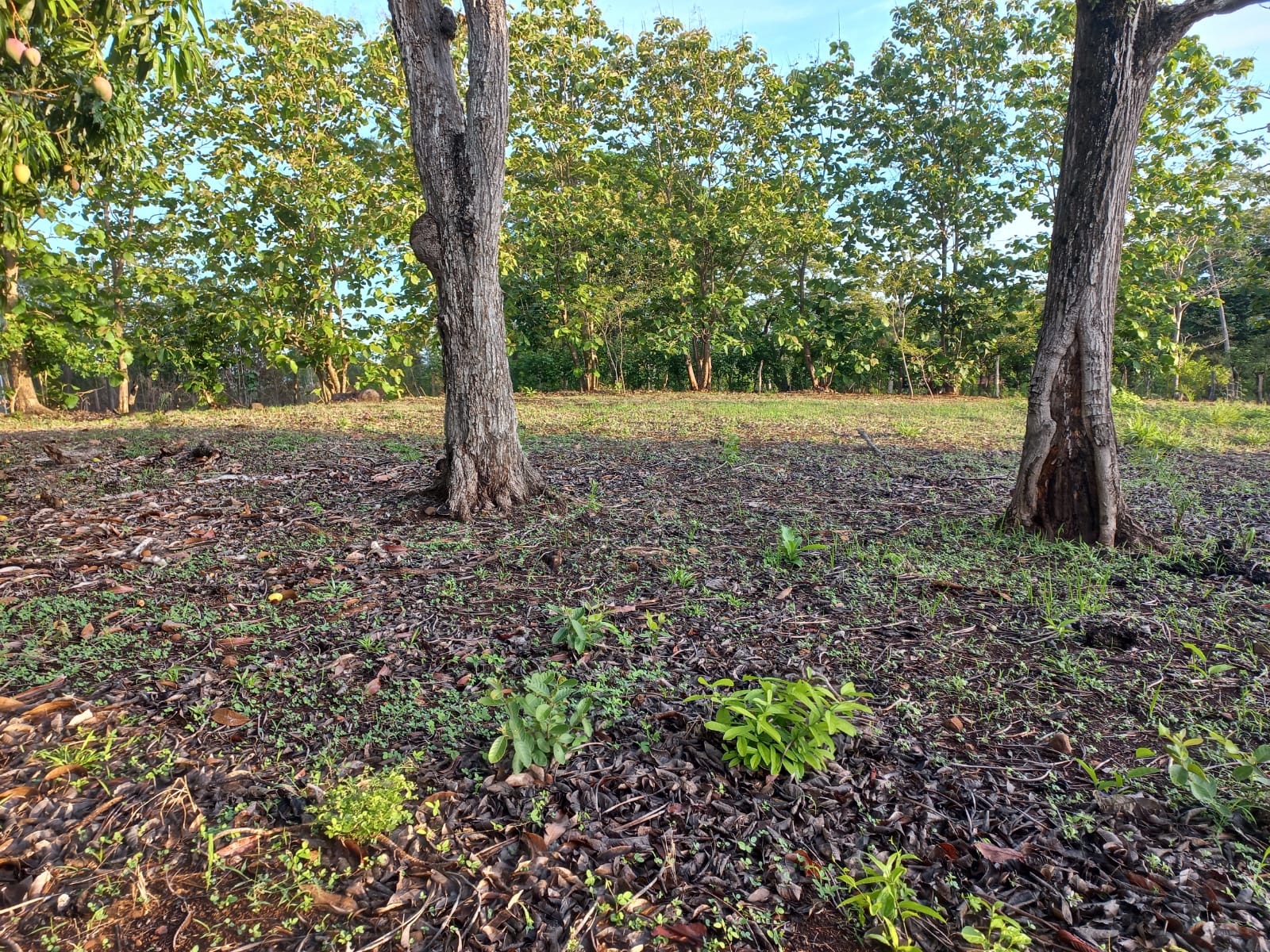 0 bed Land For Sale in Orotina, Alajuela - thumb 6