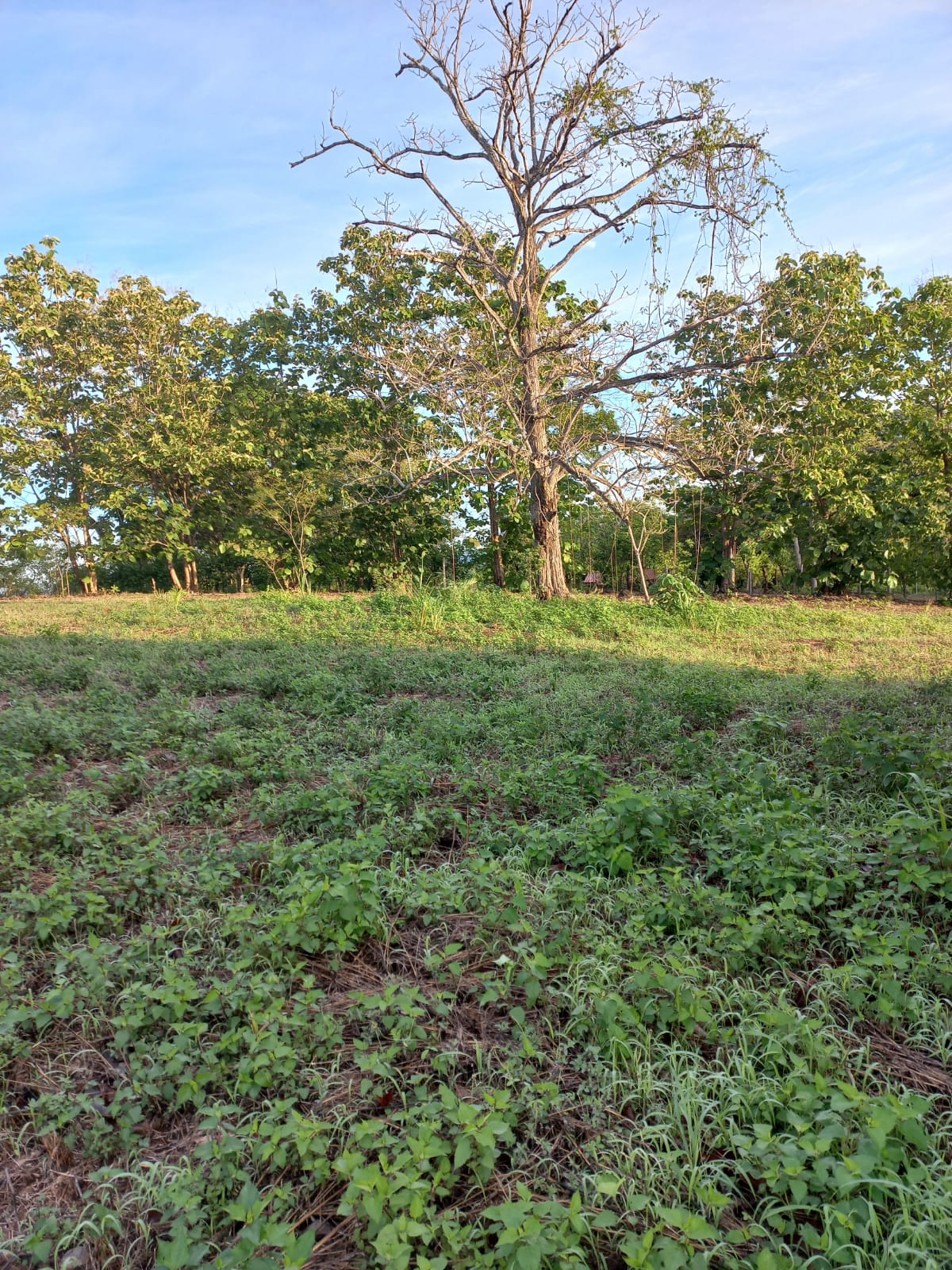 0 bed Land For Sale in Orotina, Alajuela - thumb 7