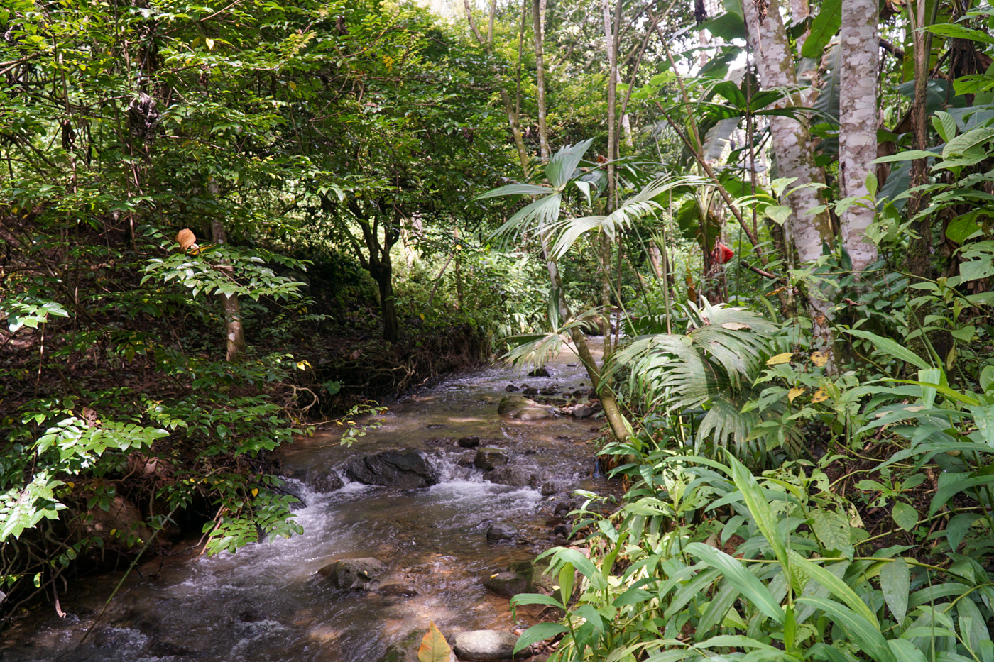 2 bed Single Family Homes For Sale in Perez Zeledon, San Jose - thumb 21