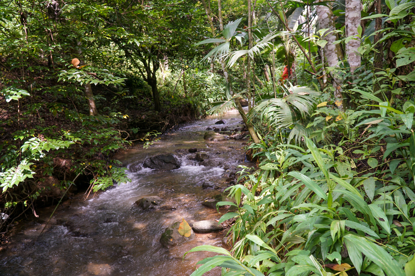 2 bed Single Family Homes For Sale in Perez Zeledon, San Jose - thumb 22