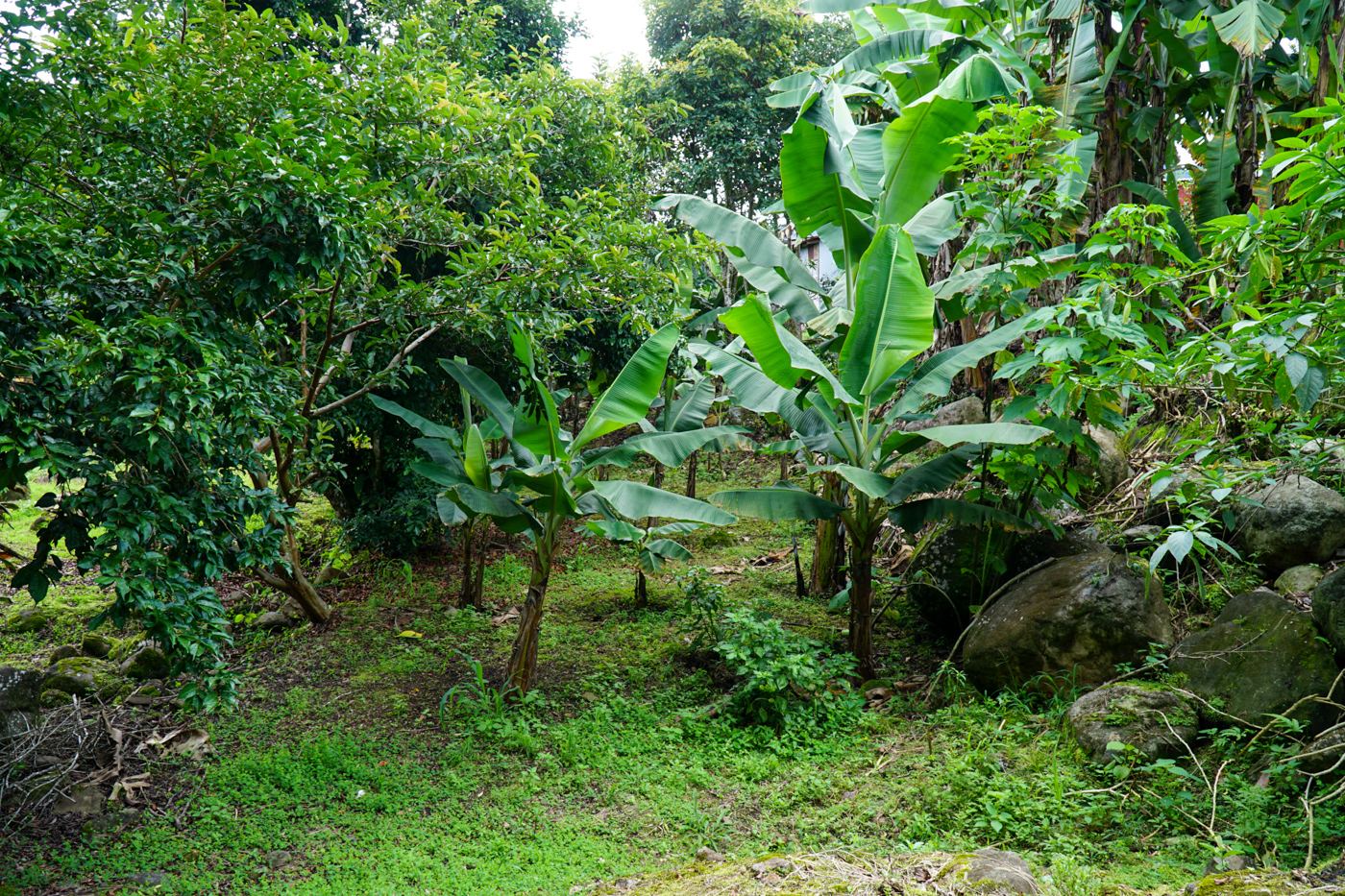 2 bed Single Family Homes For Sale in Perez Zeledon, San Jose - thumb 8