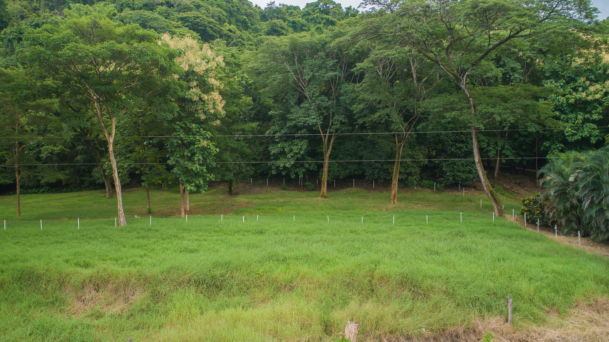 0 bed Land For Sale in Nosara, Guanacaste - thumb 21