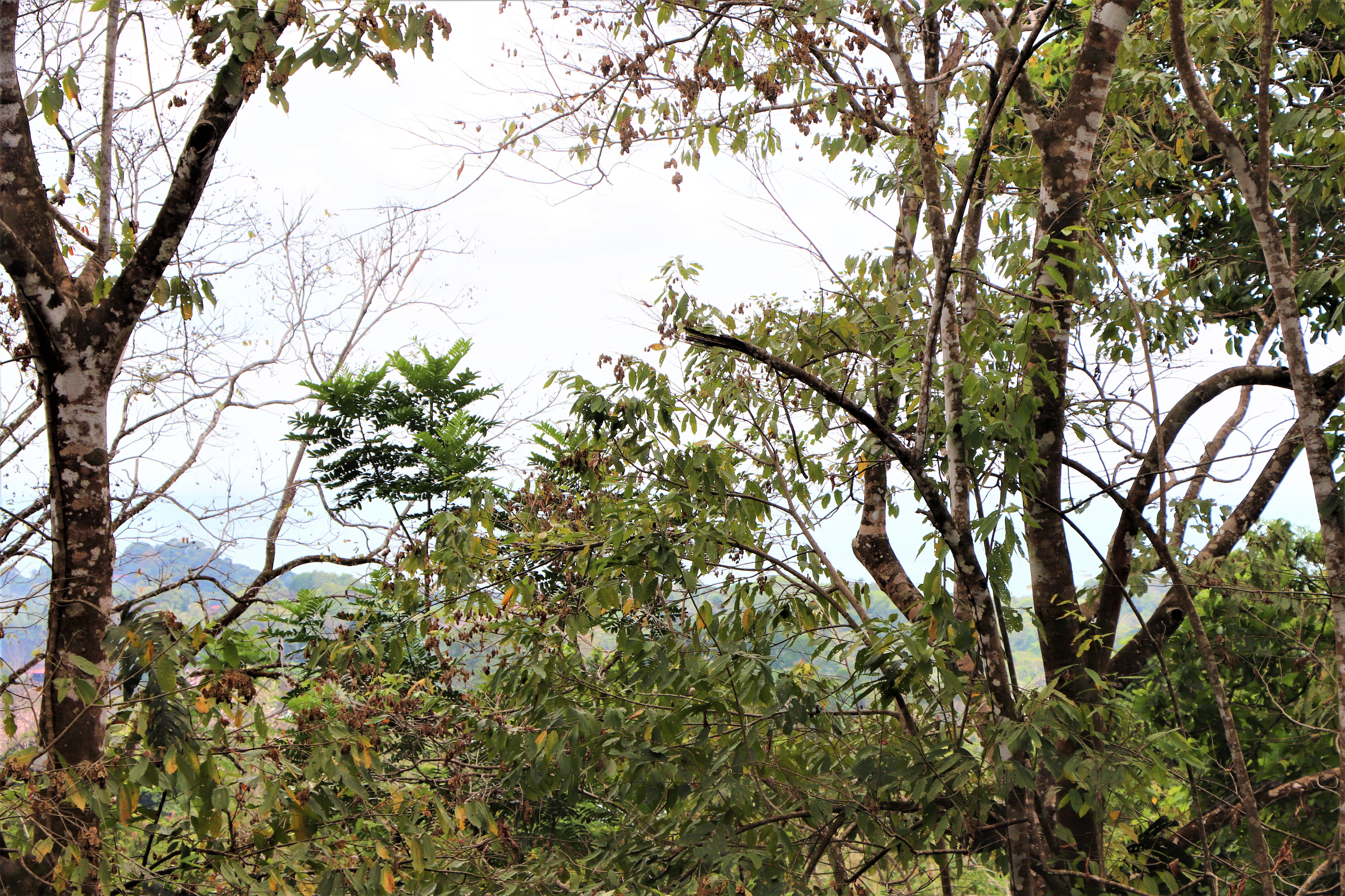 2 bed Single Family Homes For Sale in Ojochal, Puntarenas - thumb 27