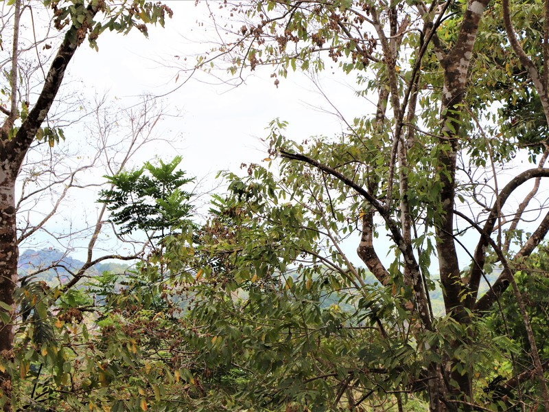 2 bed Single Family Homes For Sale in Ojochal, Puntarenas - photo 27