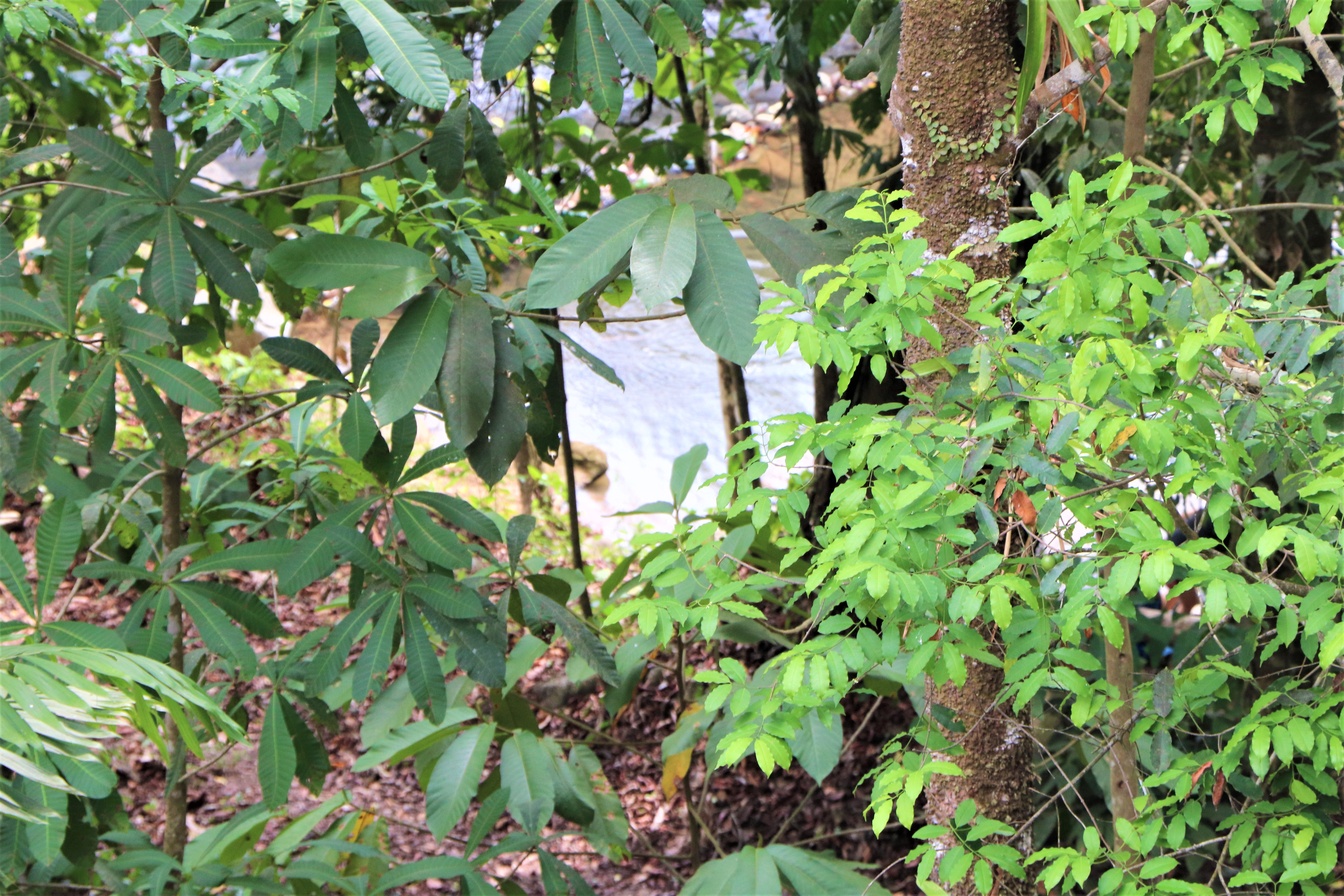 2 bed Single Family Homes For Sale in Ojochal, Puntarenas - thumb 24