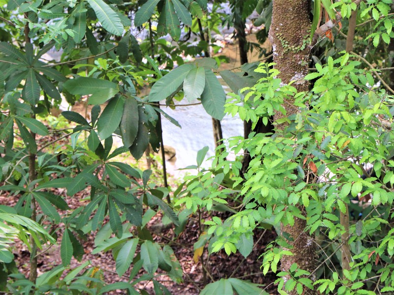 2 bed Single Family Homes For Sale in Ojochal, Puntarenas - photo 24