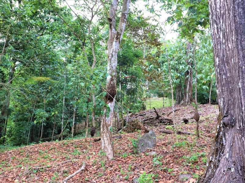 2 bed Single Family Homes For Sale in Ojochal, Puntarenas - photo 30